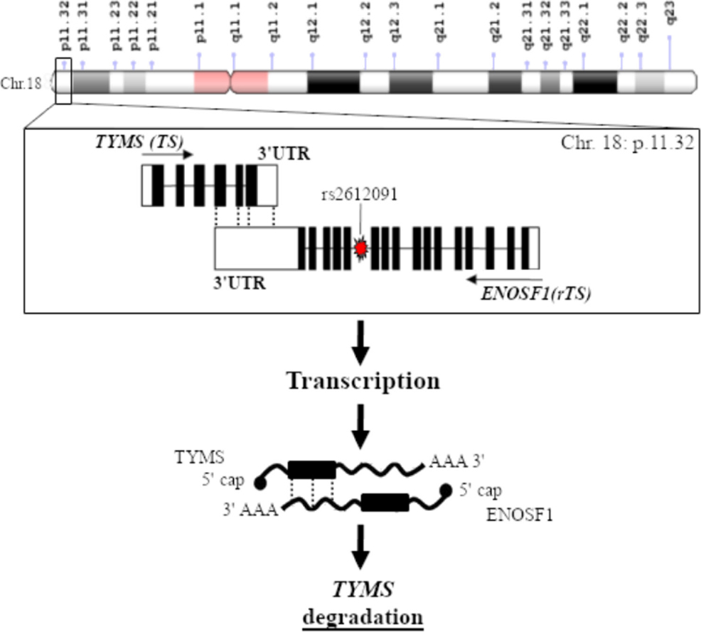 The use of pharmacogenetics to increase the safety of colorectal cancer patients treated with fluoropyrimidines