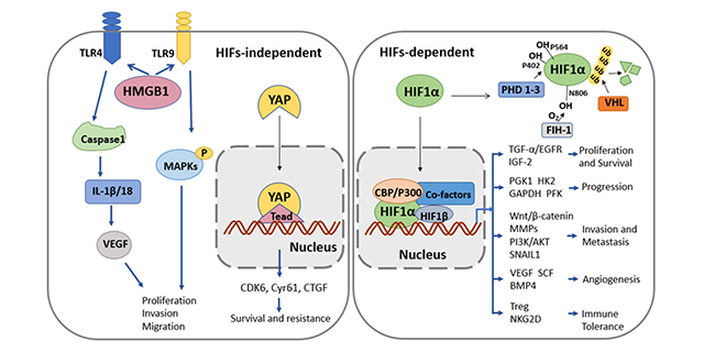 Topic: Molecular Mechanism of Hepatocellular Carcinoma