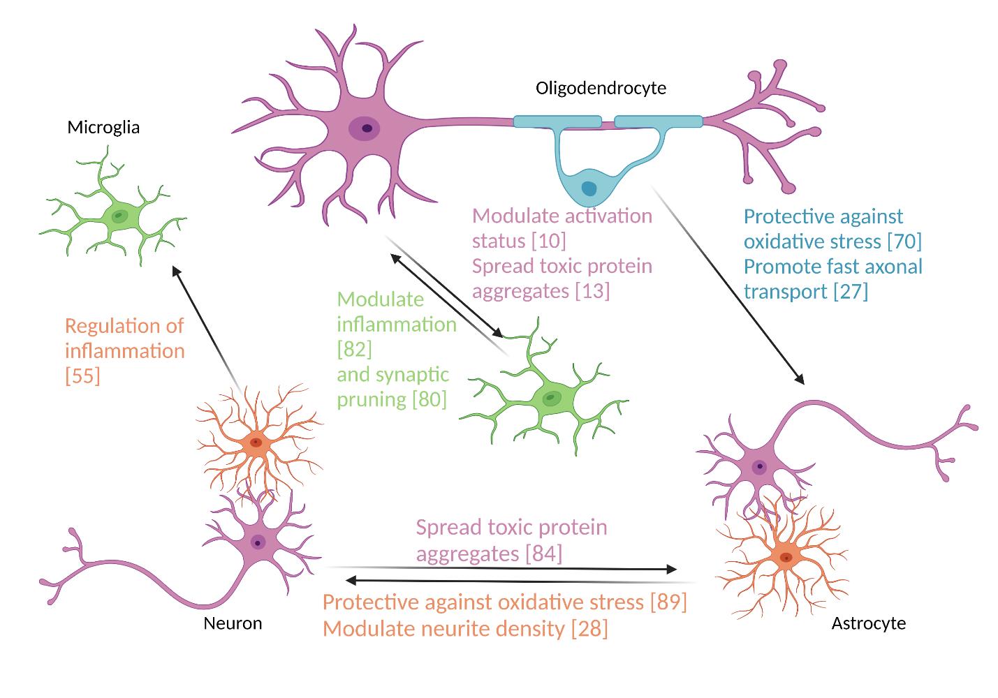 Extracellular vesicles from the CNS play pivotal roles in neuroprotection and neurodegeneration: lessons from <i>in vitro</i> experiments