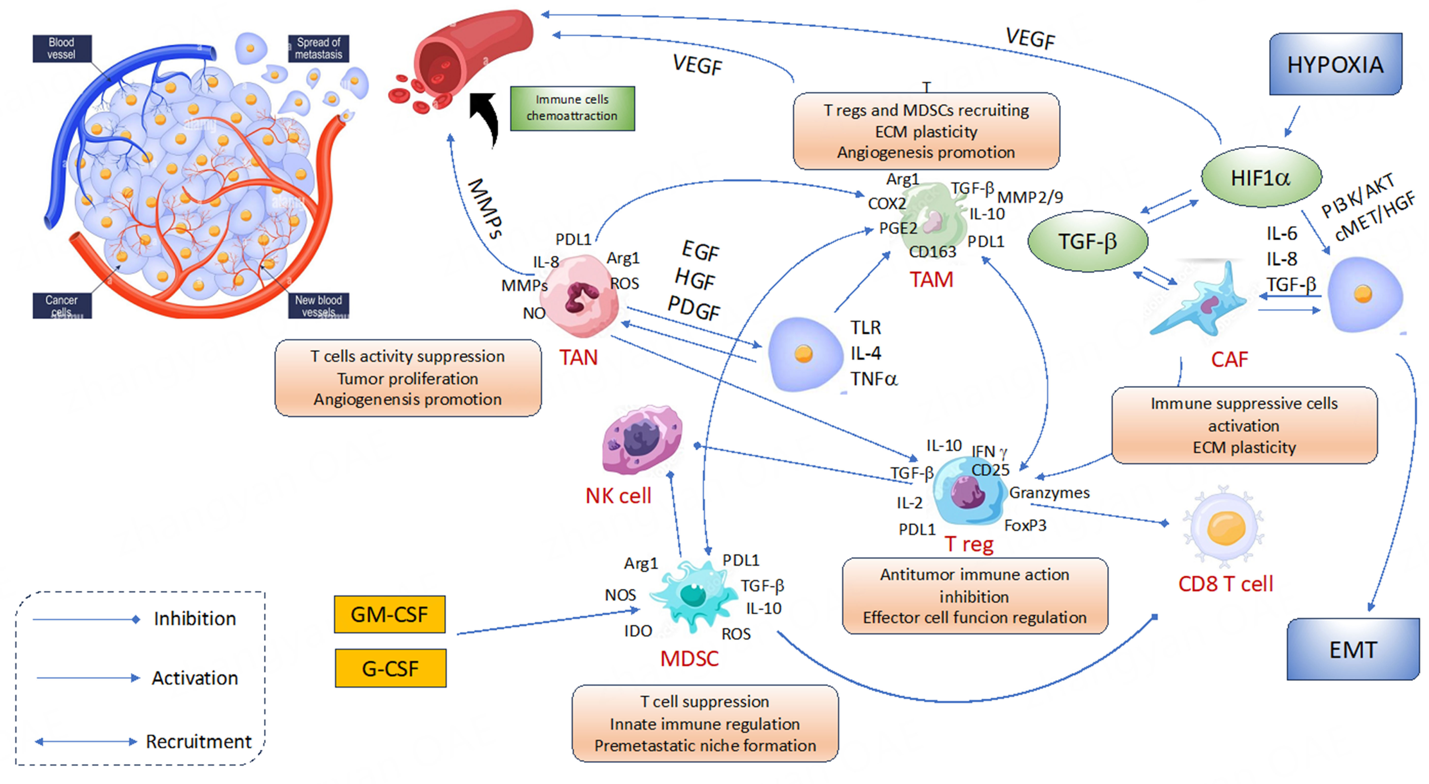 Primary and acquired resistance to first-line therapy for clear cell renal cell carcinoma