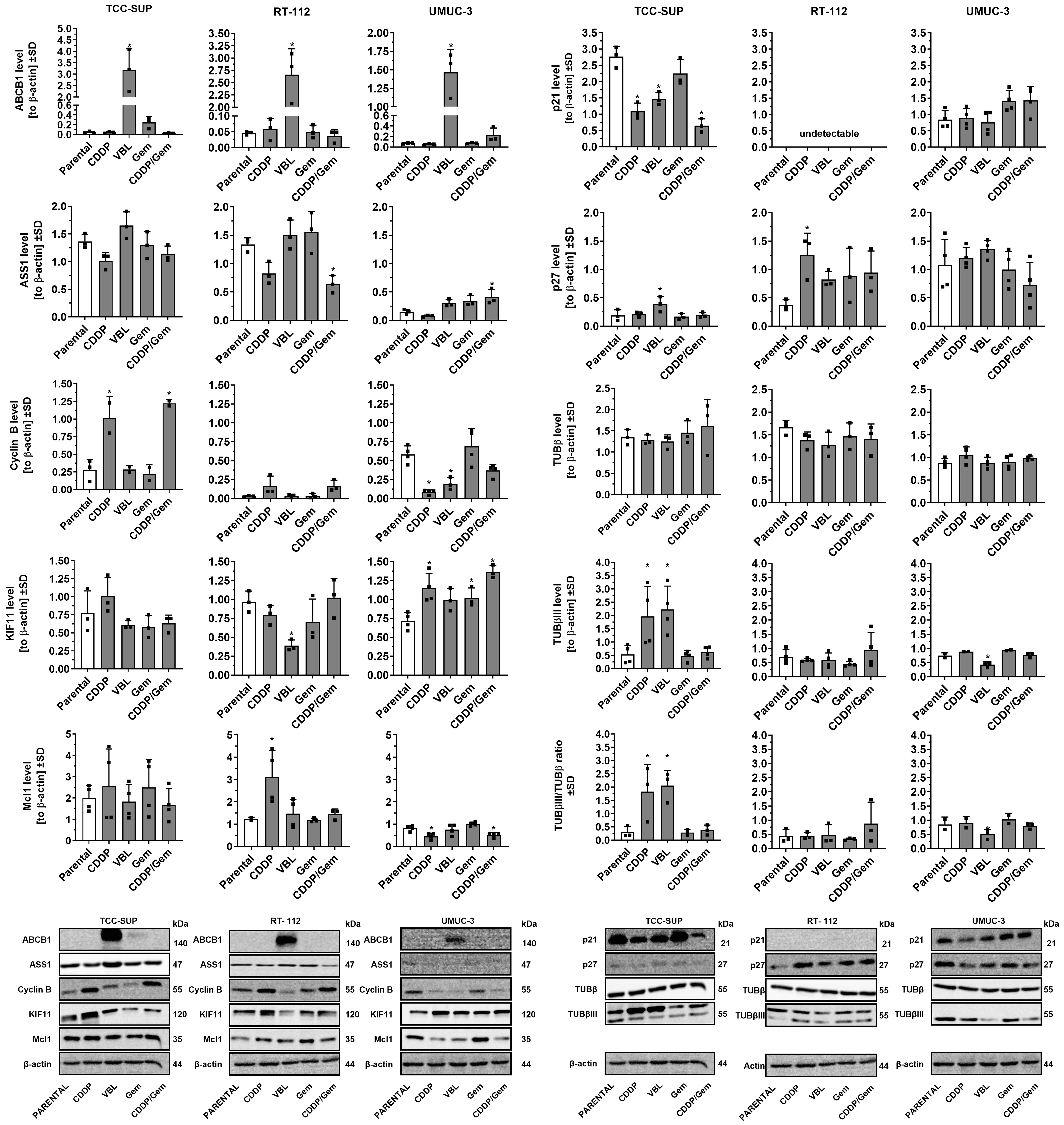 Distinct adaptive strategies to cisplatin, vinblastine and gemcitabine in a panel of chemoresistant bladder cancer cell lines