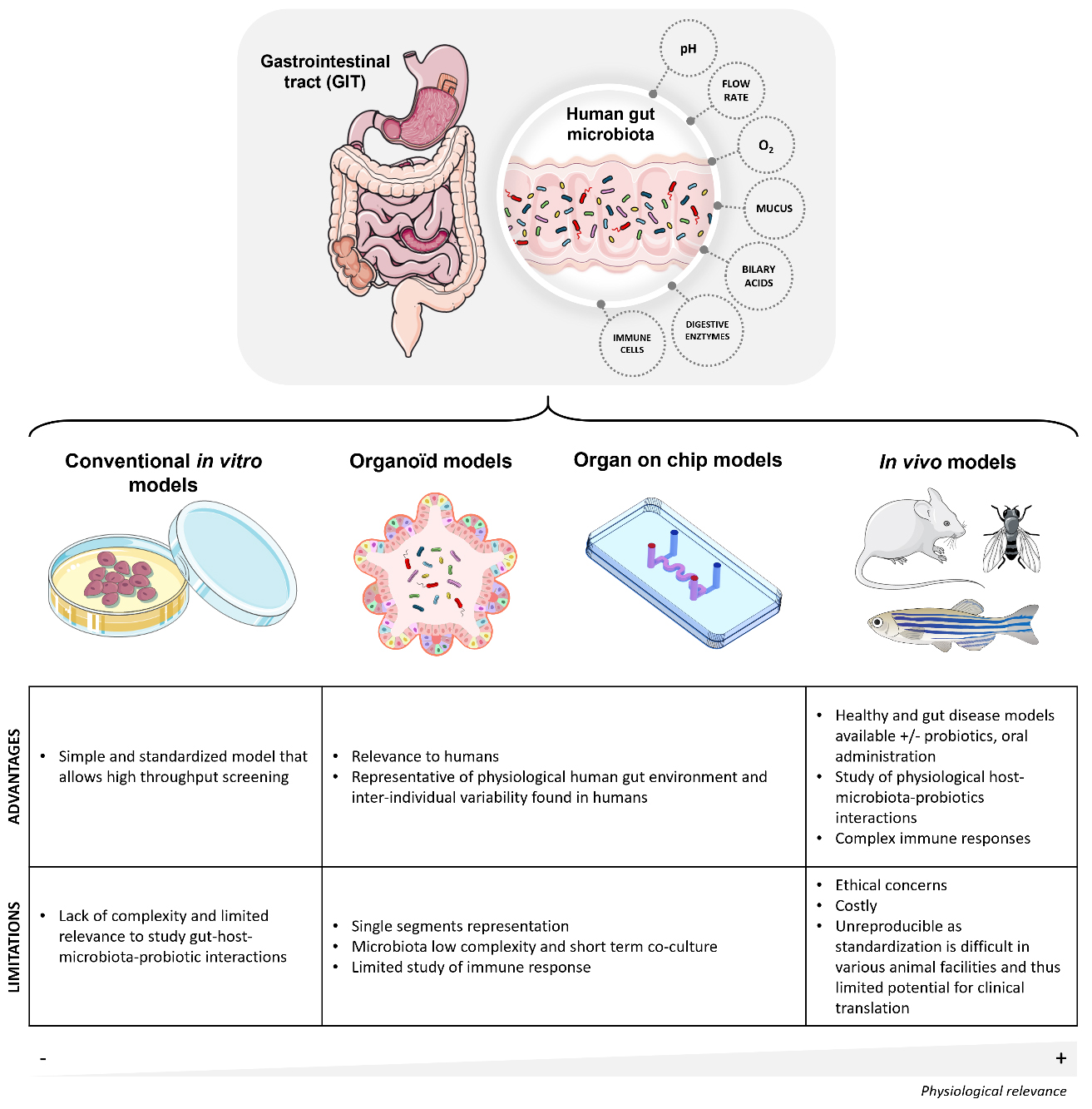 Gut bioengineered models to study host-microbiota-probiotics interactions