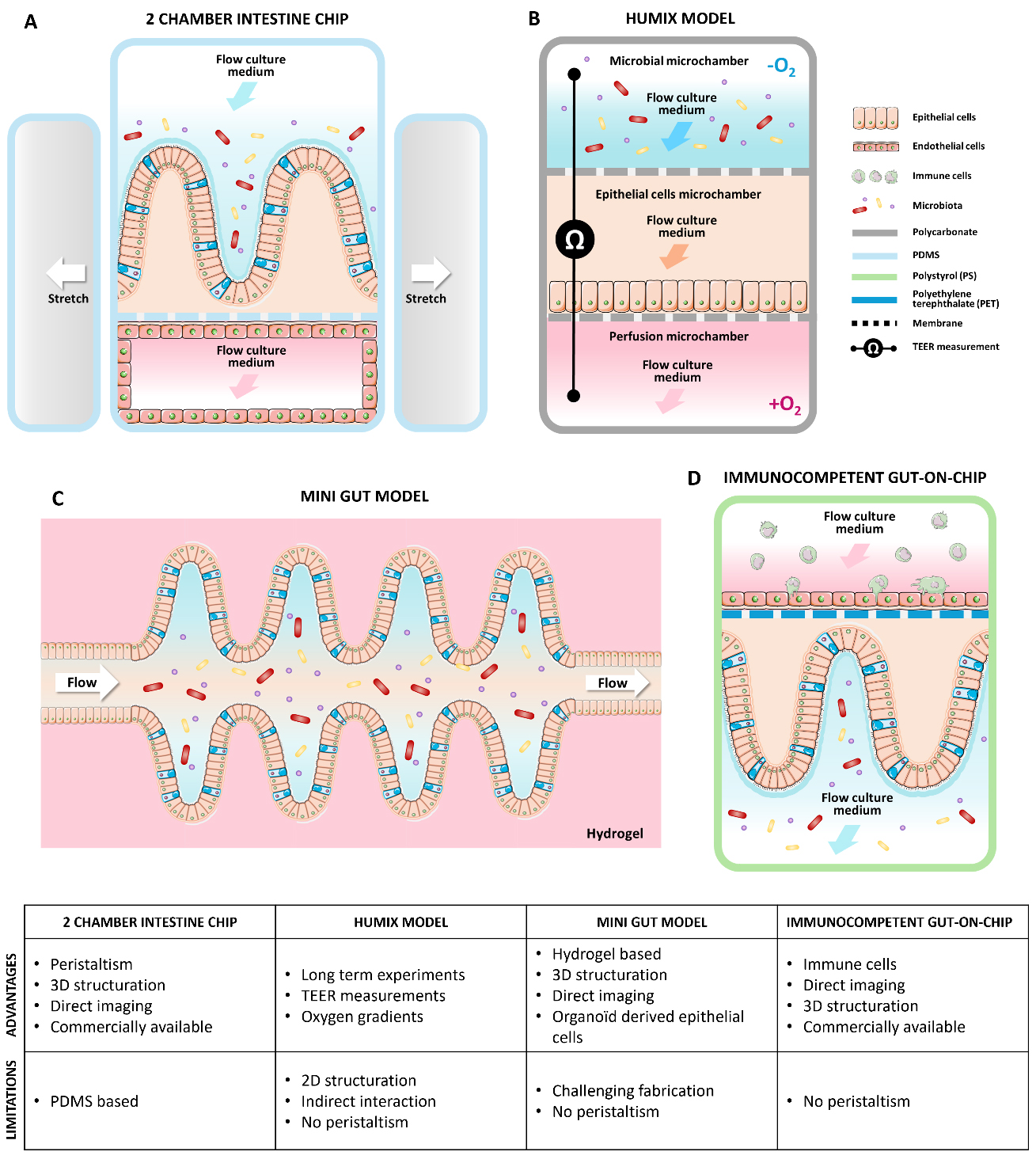 Gut bioengineered models to study host-microbiota-probiotics interactions