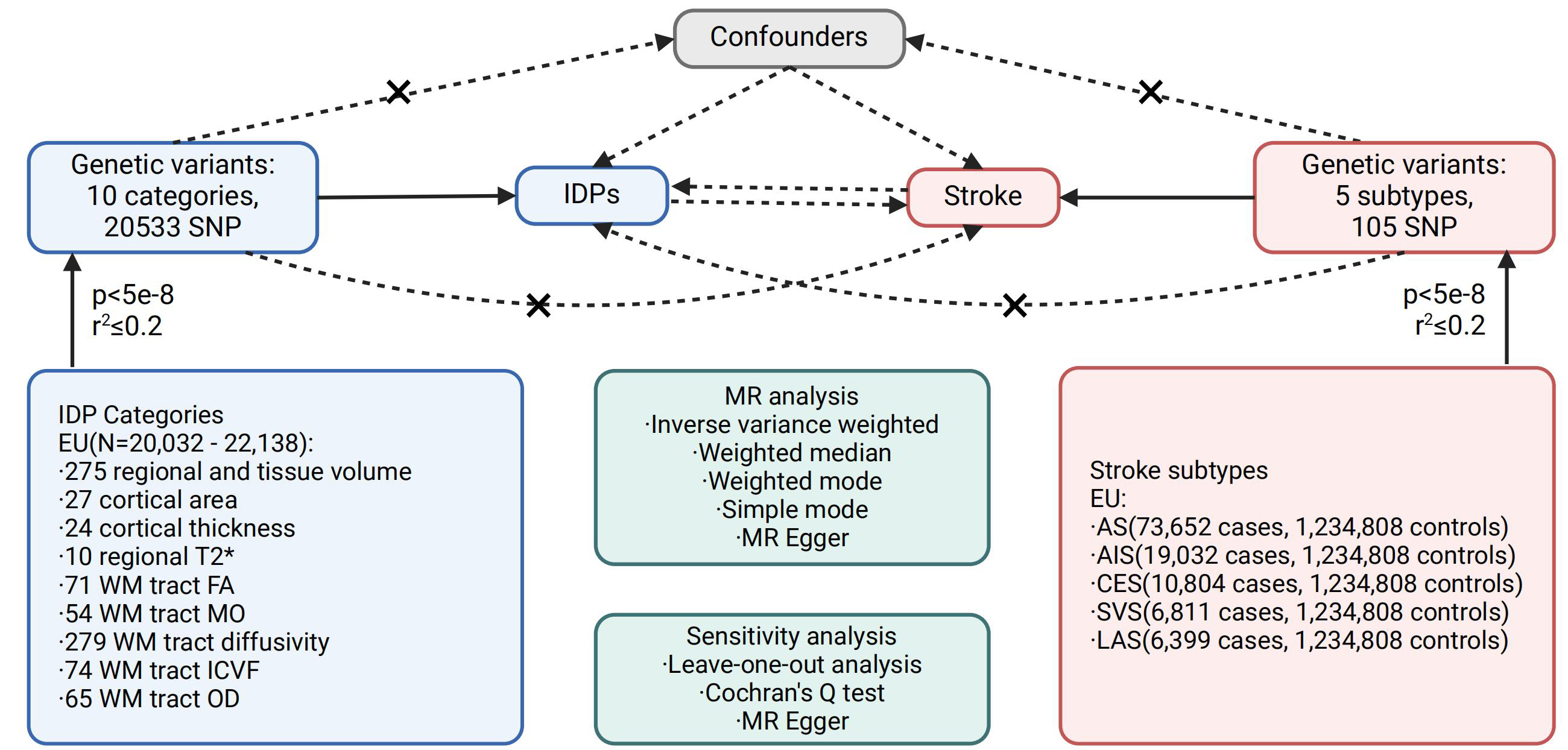 Bidirectional Mendelian randomization study of brain imaging-derived phenotypes unveils causal associations between thalamic nuclei volume and stroke risk