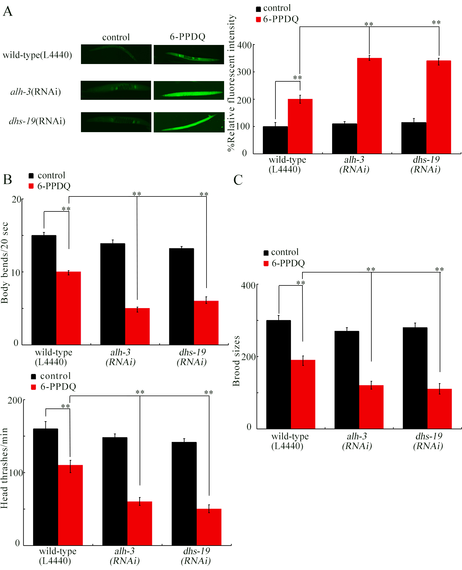 6-PPD quinone-inhibited retinoic acid synthesis mediates toxicity through feedback loop between ALH-3/DHS-19-SEX-1 axis and intestinal signals in <i>Caenorhabditis elegans</i>