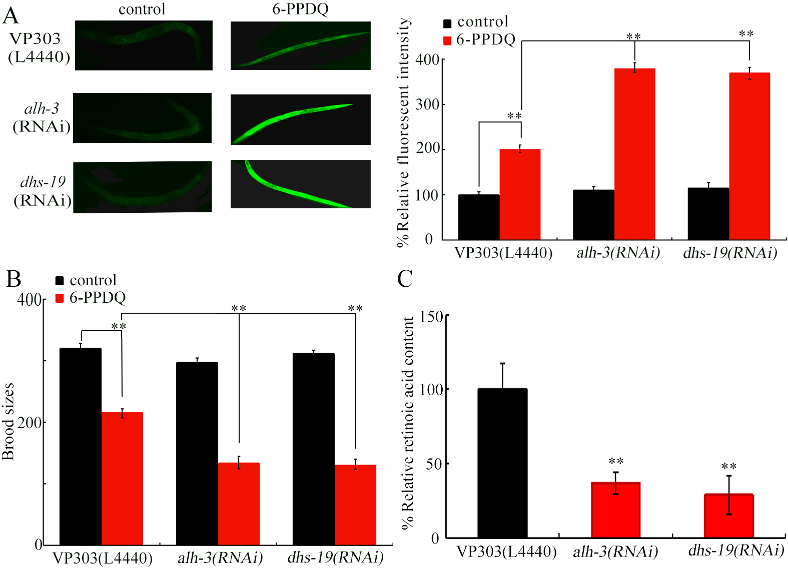 6-PPD quinone-inhibited retinoic acid synthesis mediates toxicity through feedback loop between ALH-3/DHS-19-SEX-1 axis and intestinal signals in <i>Caenorhabditis elegans</i>