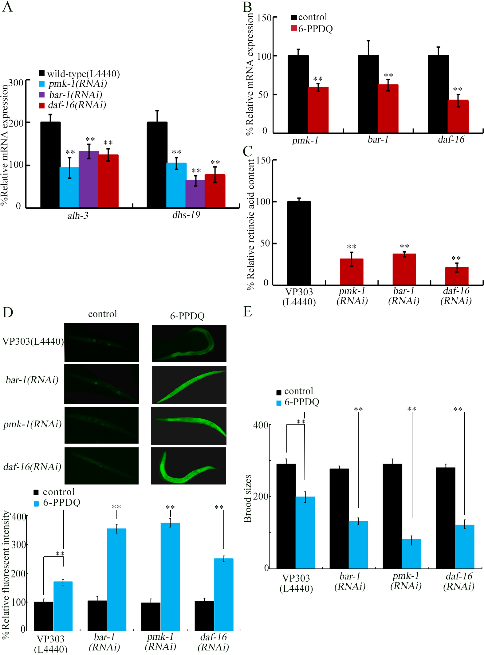 6-PPD quinone-inhibited retinoic acid synthesis mediates toxicity through feedback loop between ALH-3/DHS-19-SEX-1 axis and intestinal signals in <i>Caenorhabditis elegans</i>