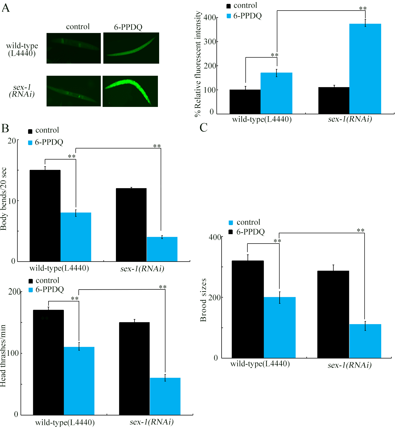 6-PPD quinone-inhibited retinoic acid synthesis mediates toxicity through feedback loop between ALH-3/DHS-19-SEX-1 axis and intestinal signals in <i>Caenorhabditis elegans</i>