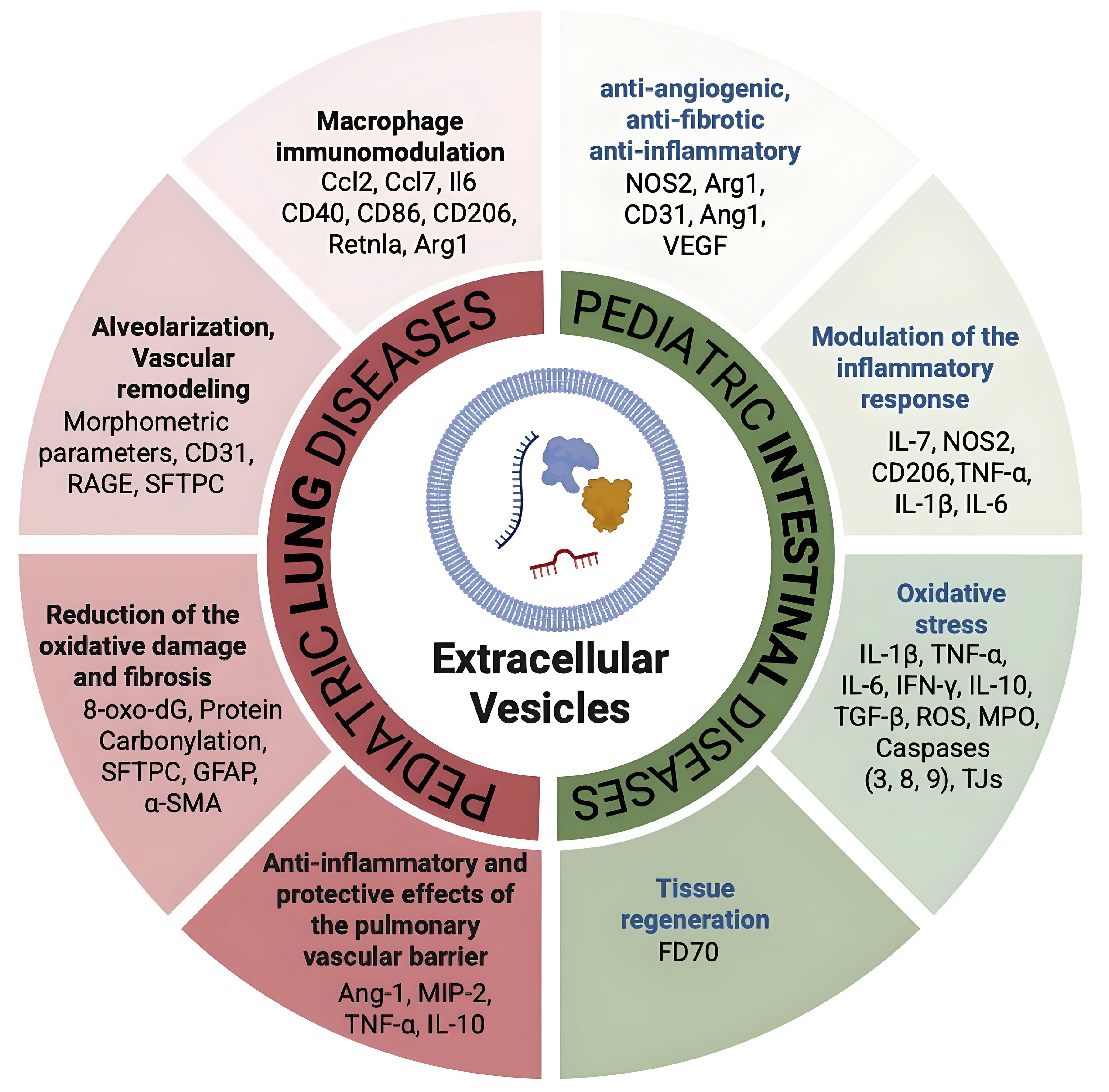 Overview of extracellular vesicles as biomarkers and therapeutic tools in pediatric diseases: focus on the gut-lung axis