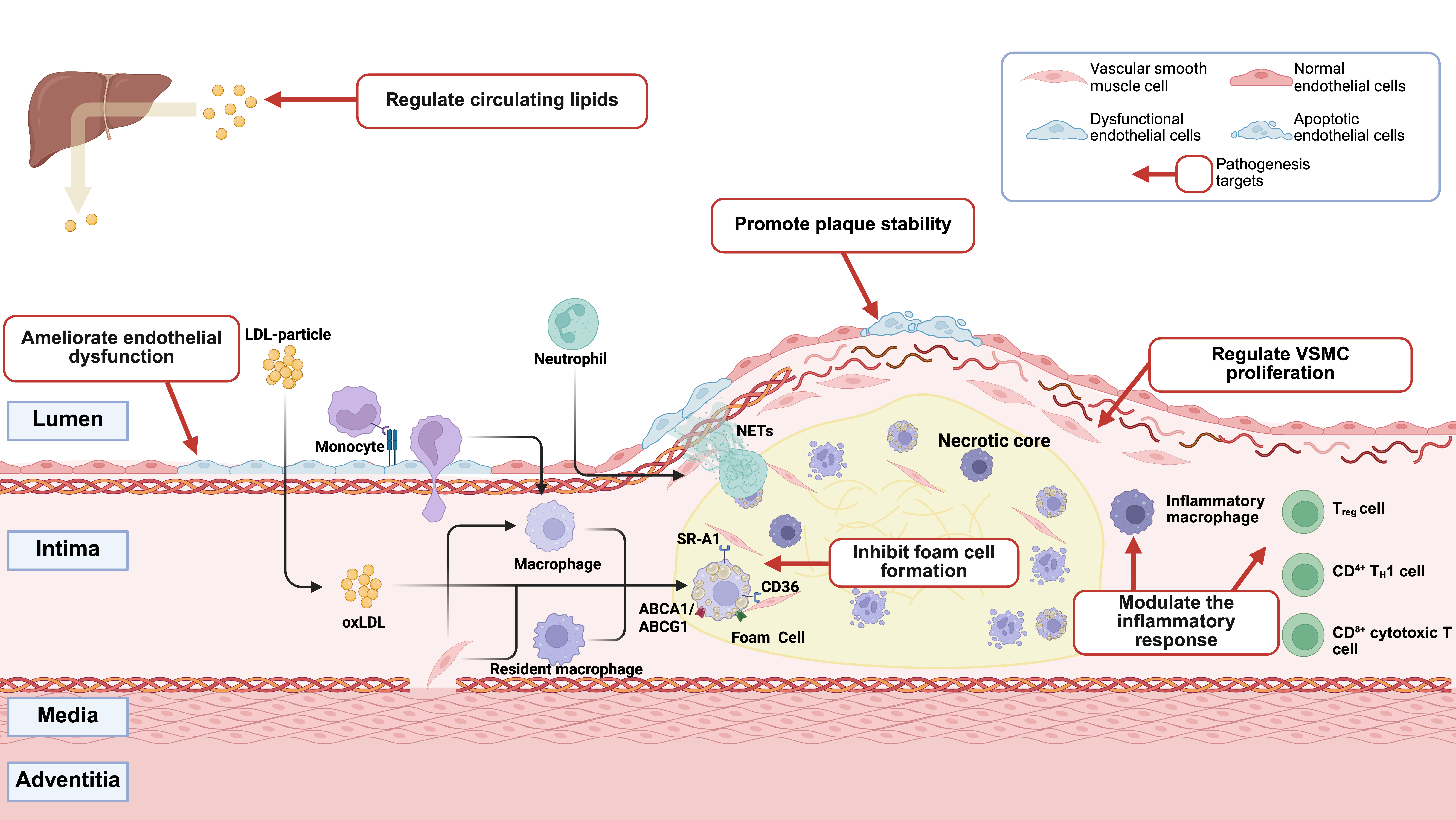 Engineered stem cells and exosomes: novel atherosclerosis therapy