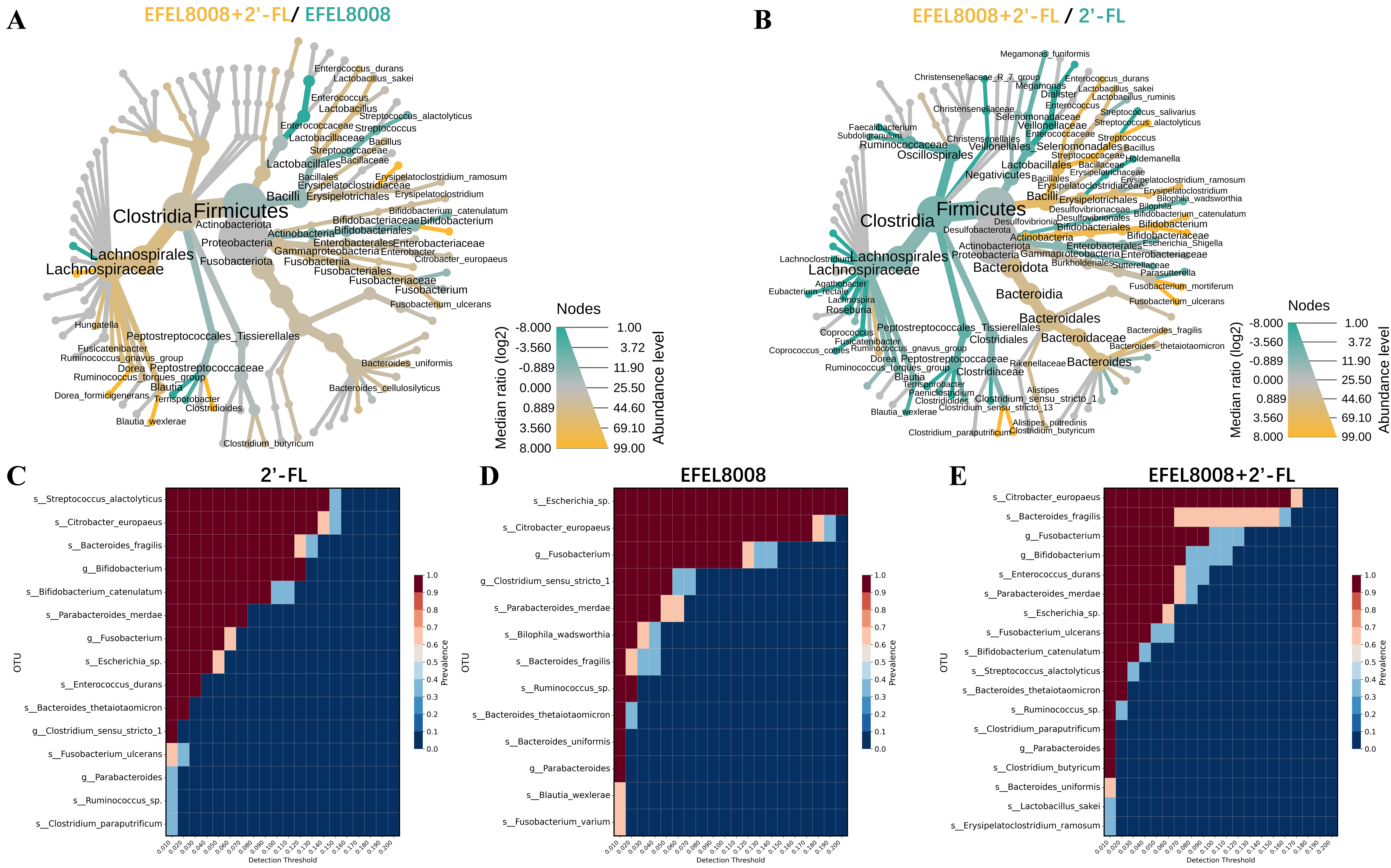 Synbiotic modulation of adult gut microbiome by 2′-fucosyllactose and <i>Bifidobacterium longum</i> subsp. <i>infantis</i> EFEL8008
