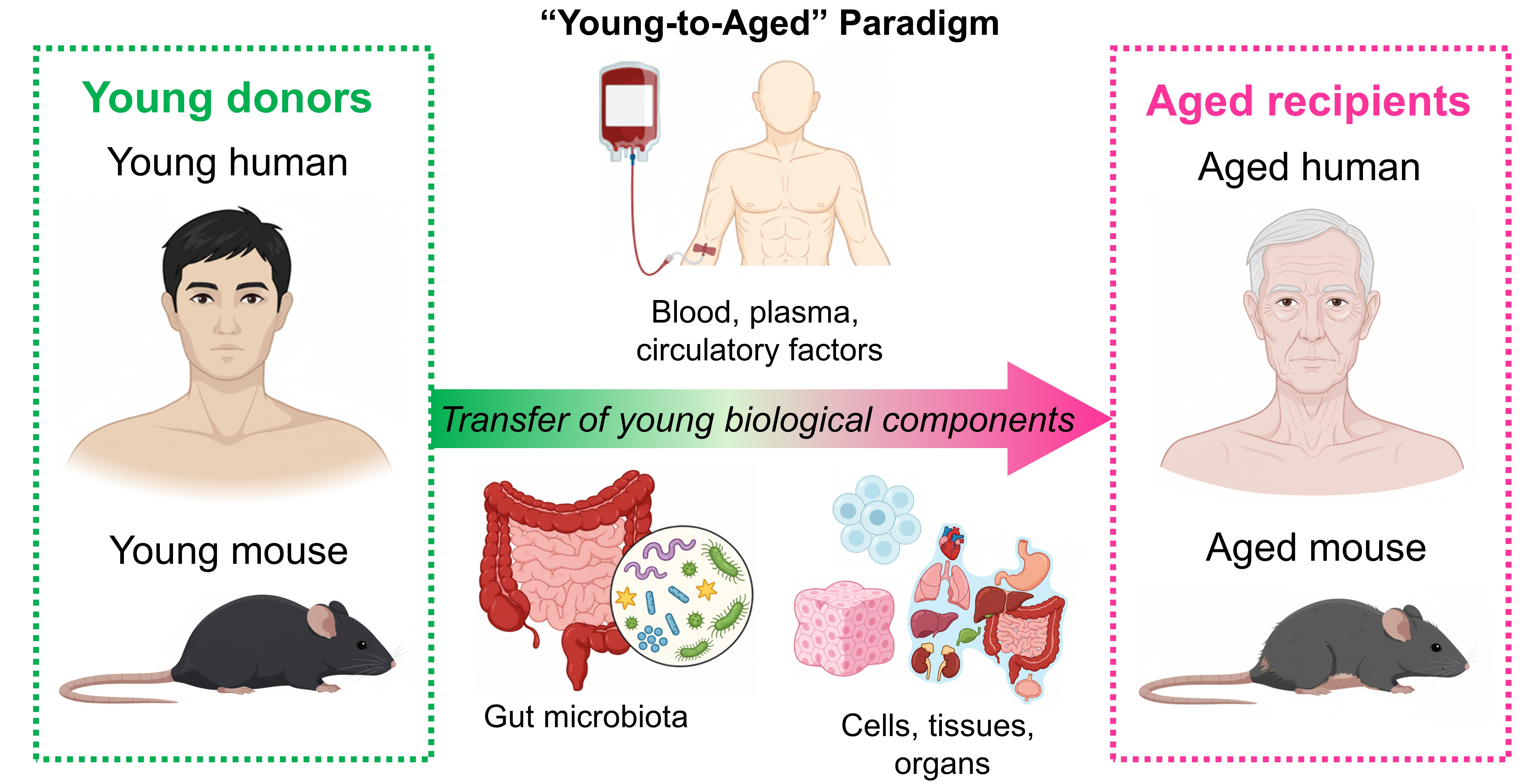 The “young-to-aged” paradigm: fantasy or feasible strategy for cardiovascular and systemic rejuvenation?