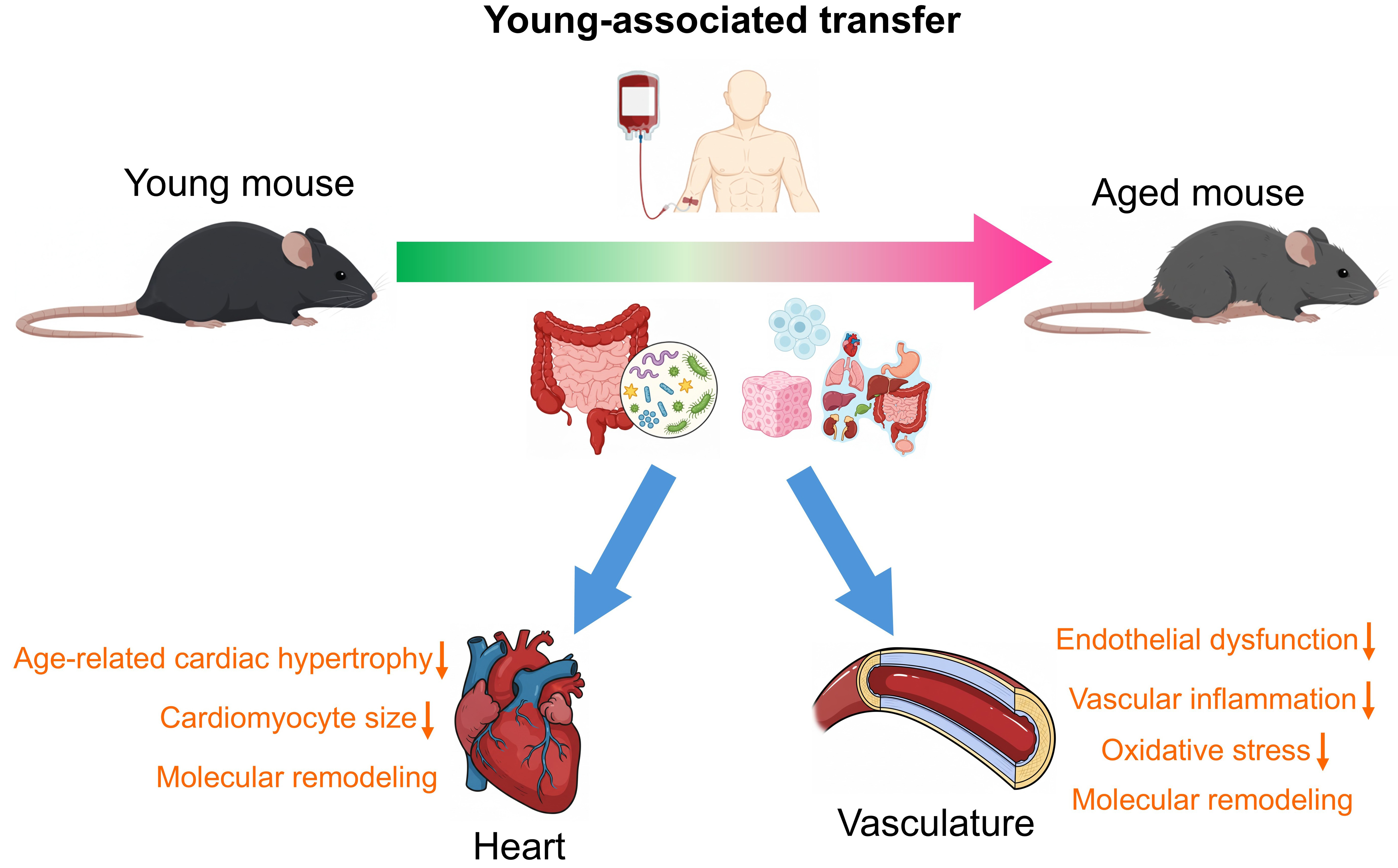 The “young-to-aged” paradigm: fantasy or feasible strategy for cardiovascular and systemic rejuvenation?