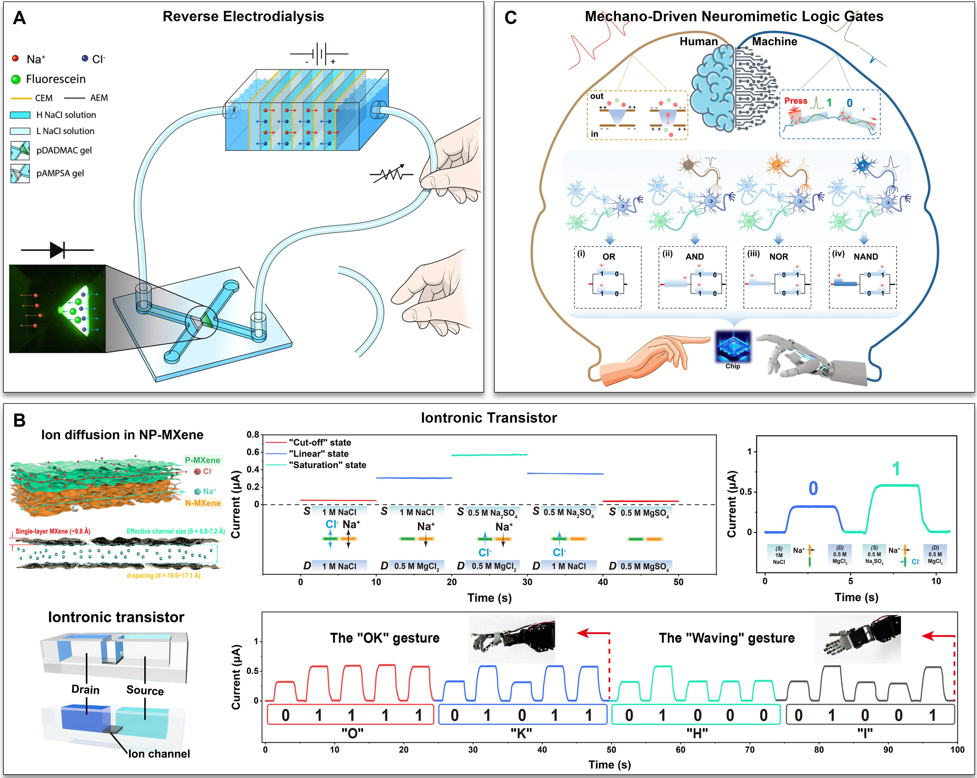 Iontronic logic control driven by dynamic electrical double layer regulation