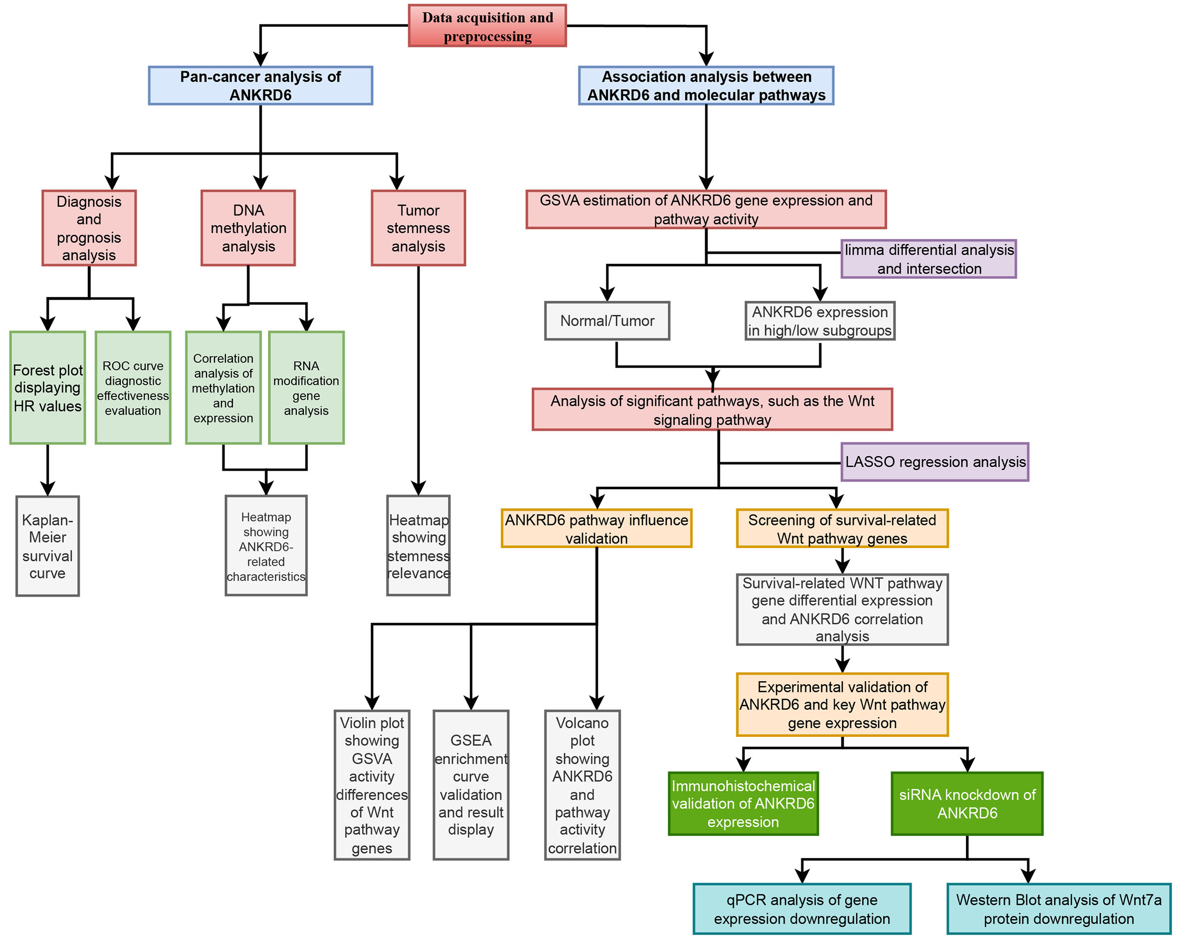 Differential expression and prognostic significance of ANKRD6 in colon adenocarcinoma: a pan-cancer analysis and pathway-specific investigation