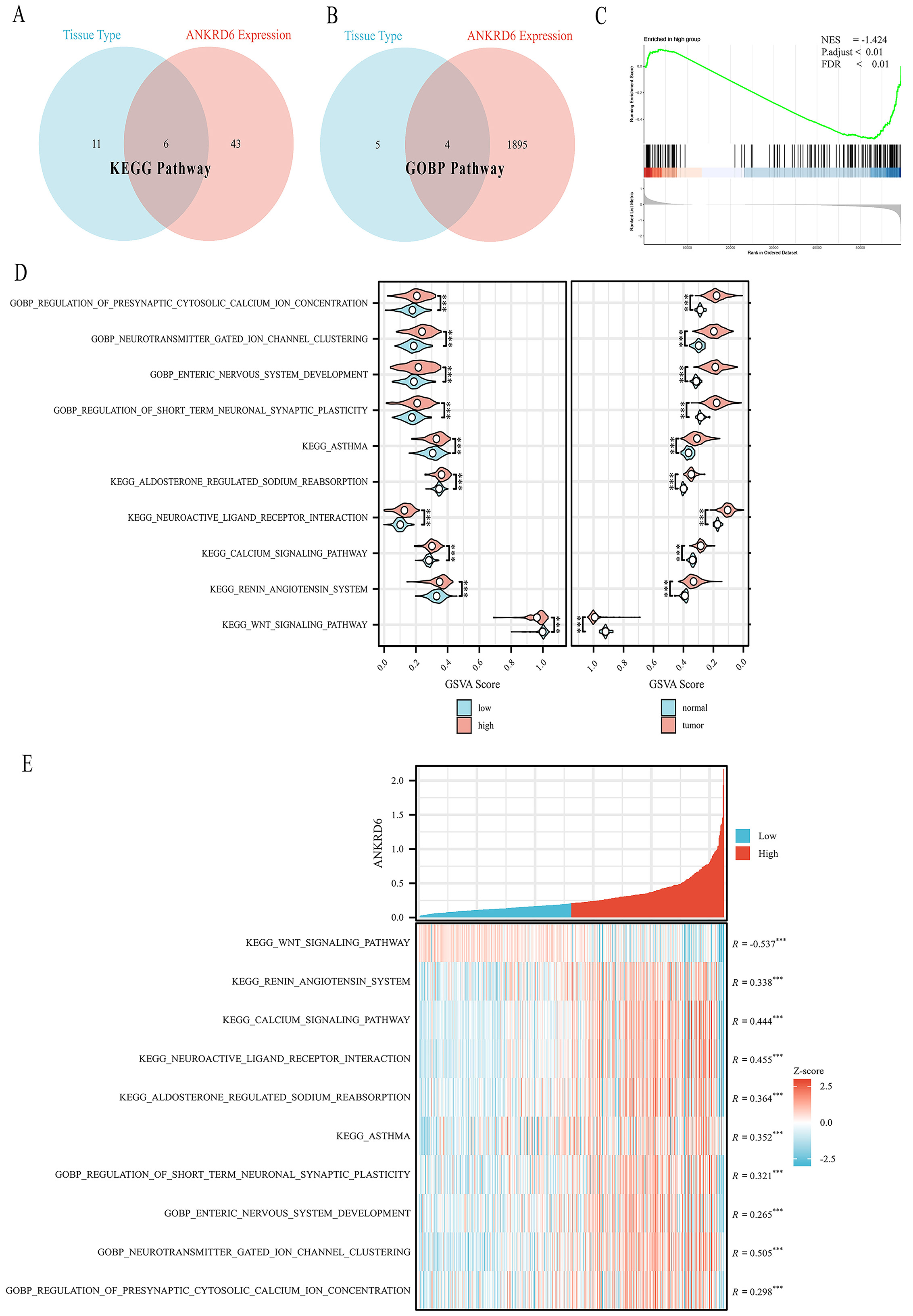 Differential expression and prognostic significance of ANKRD6 in colon adenocarcinoma: a pan-cancer analysis and pathway-specific investigation