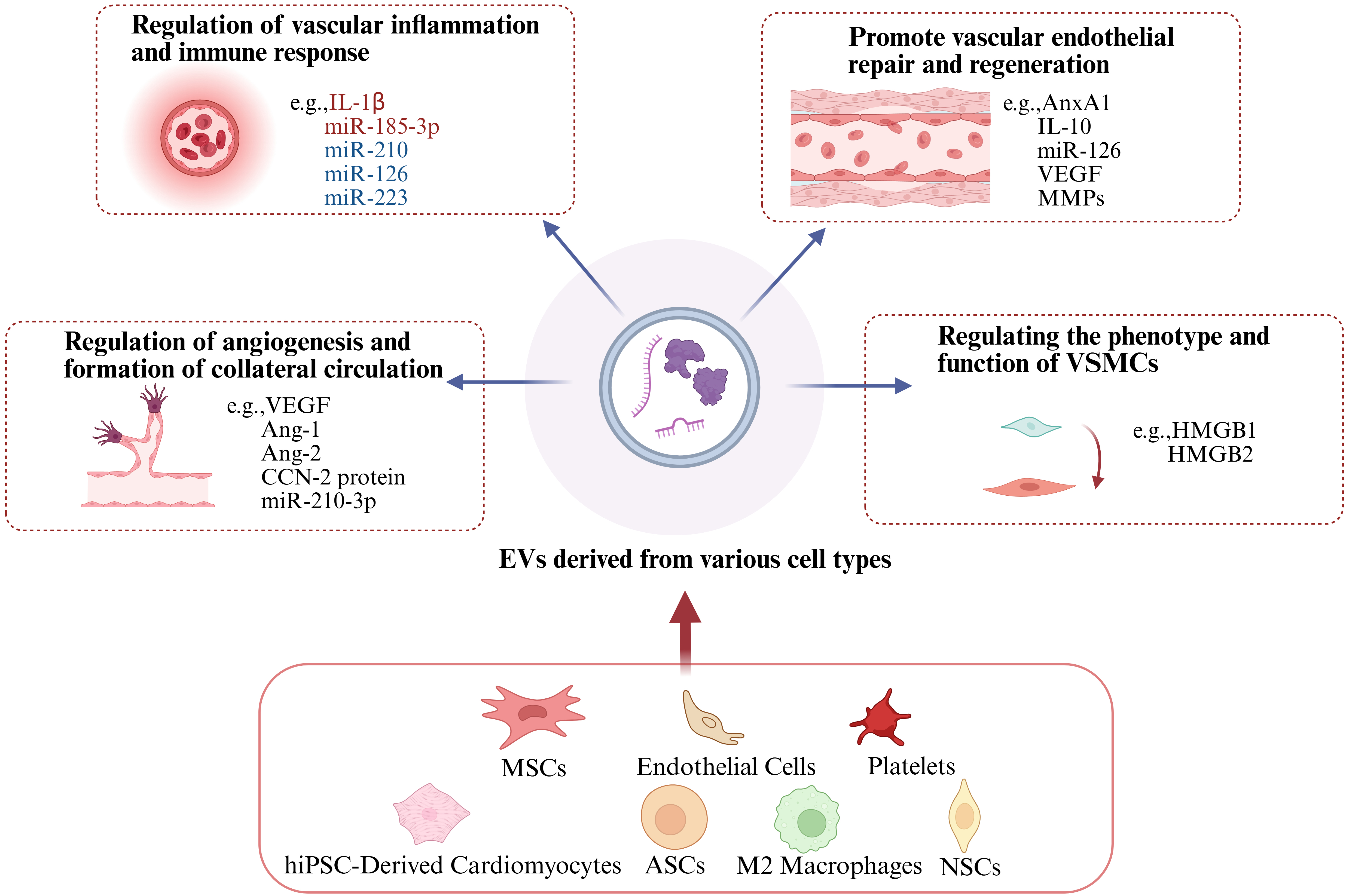 Extracellular vesicles in vascular diseases: pathological mechanisms and therapeutic application progress