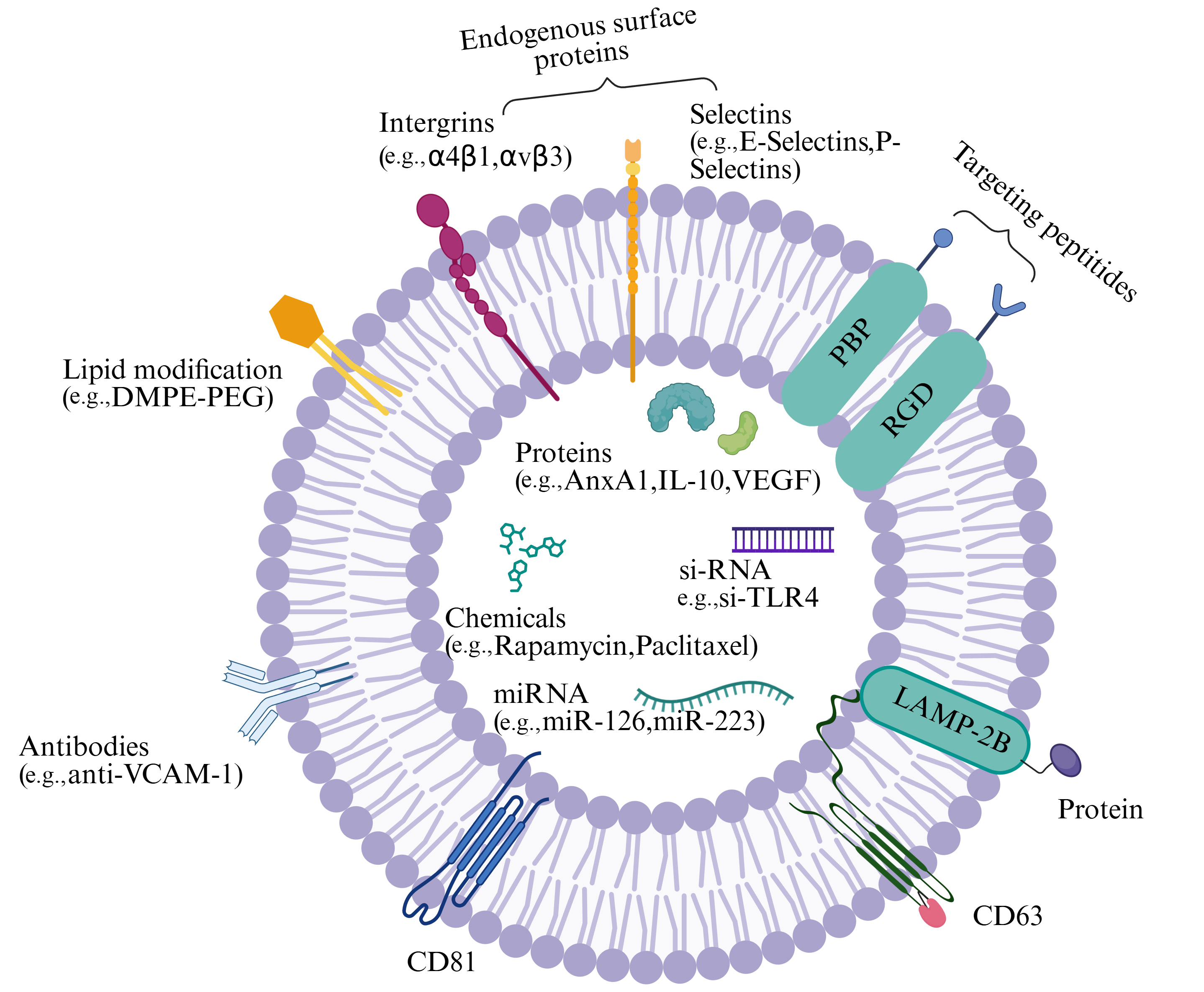 Extracellular vesicles in vascular diseases: pathological mechanisms and therapeutic application progress