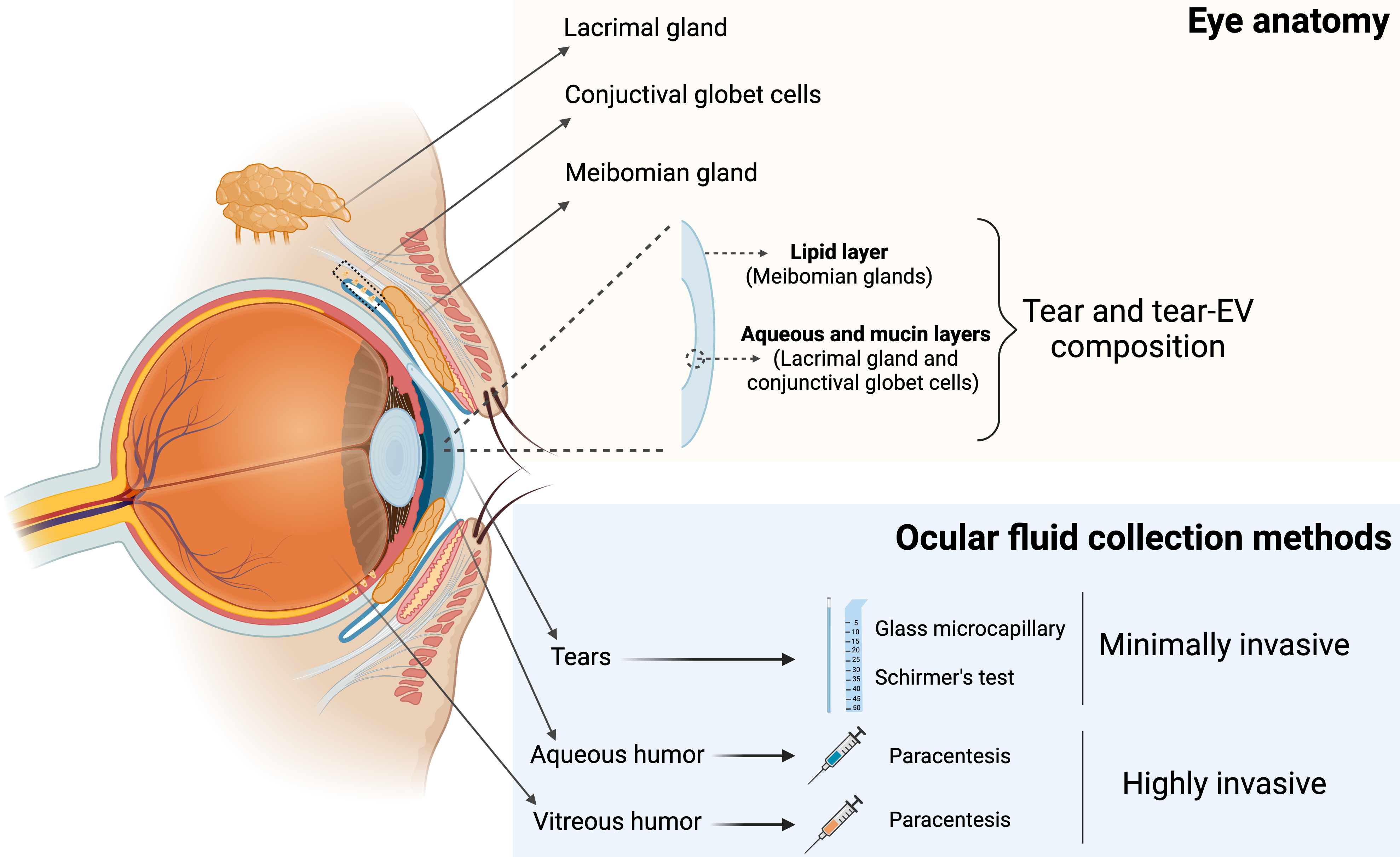 Tear-derived extracellular vesicles as diagnostic biomarkers for ocular and neurodegenerative diseases: opportunities and challenges