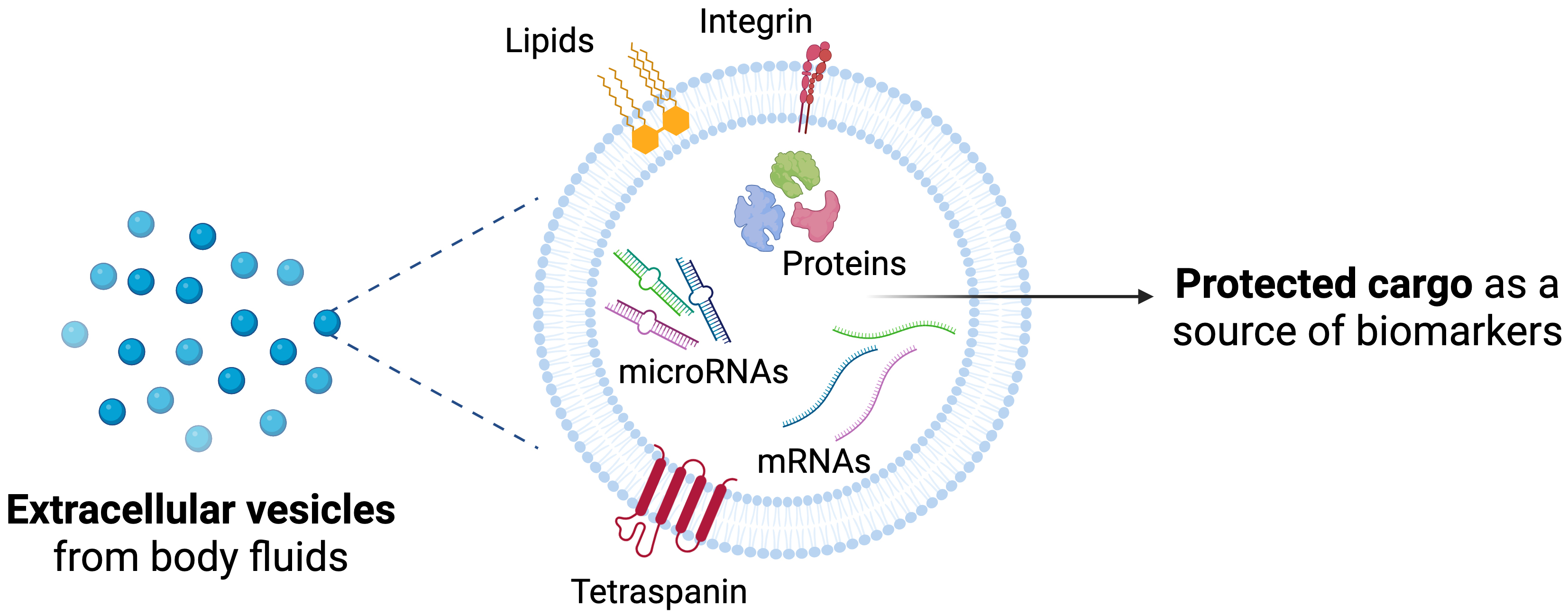 Tear-derived extracellular vesicles as diagnostic biomarkers for ocular and neurodegenerative diseases: opportunities and challenges