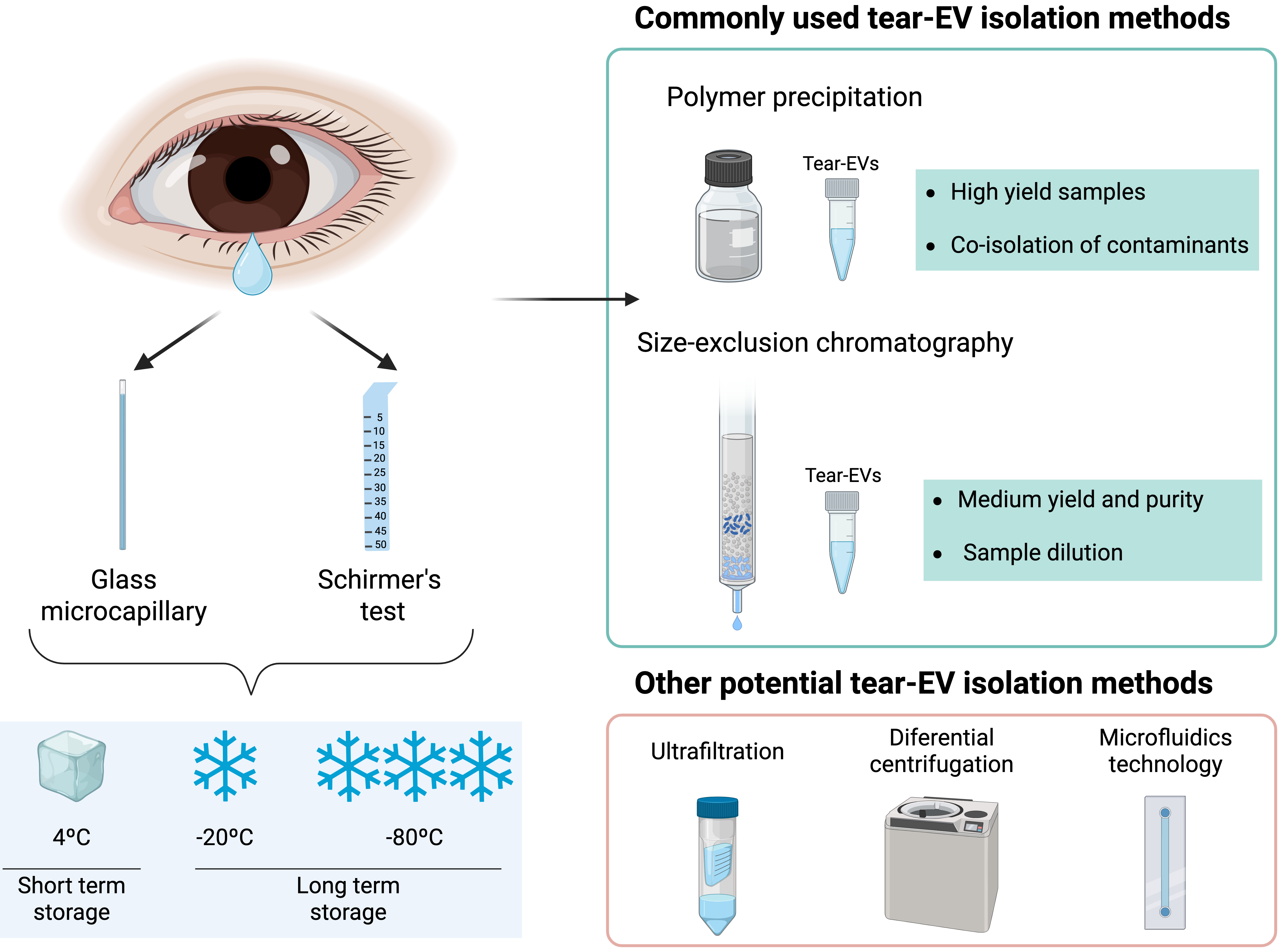 Tear-derived extracellular vesicles as diagnostic biomarkers for ocular and neurodegenerative diseases: opportunities and challenges