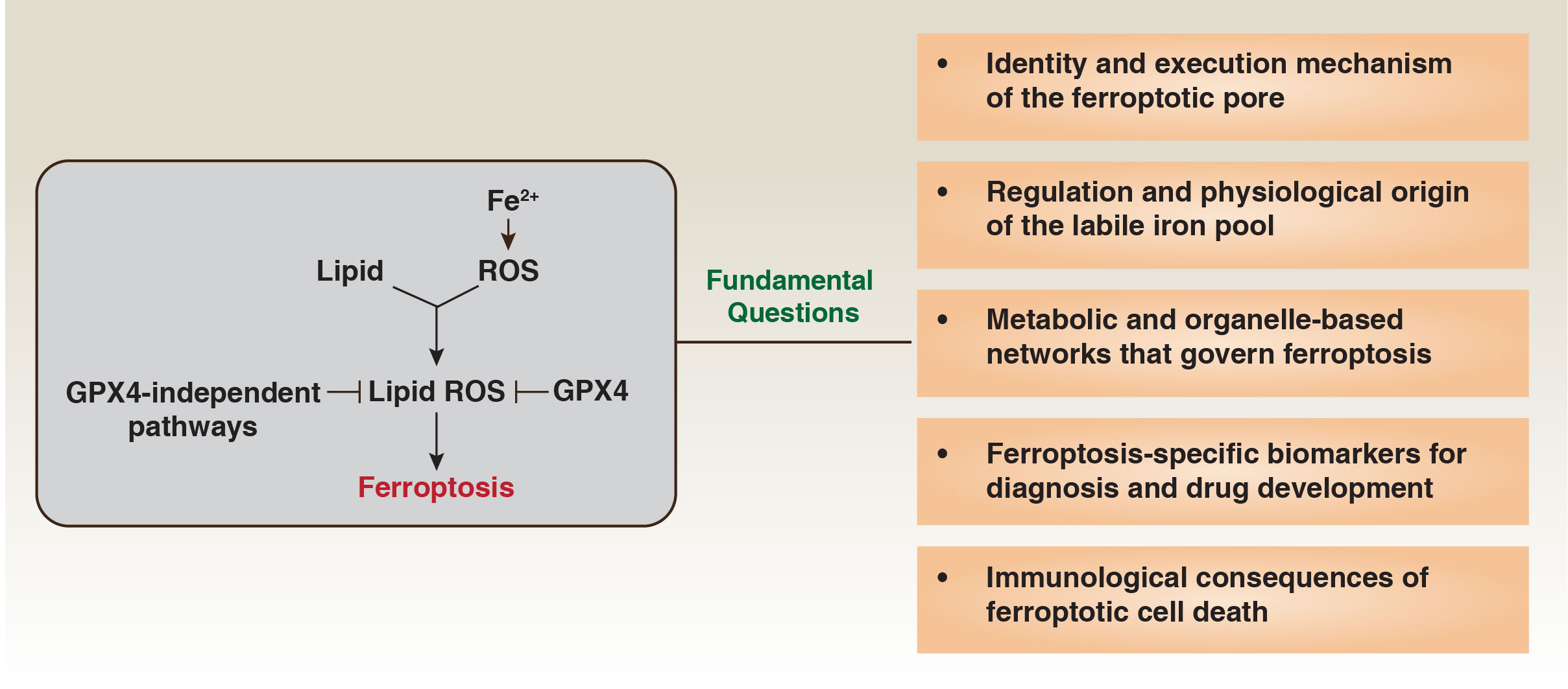 Ferroptosis at a crossroads: five fundamental questions for the next decade