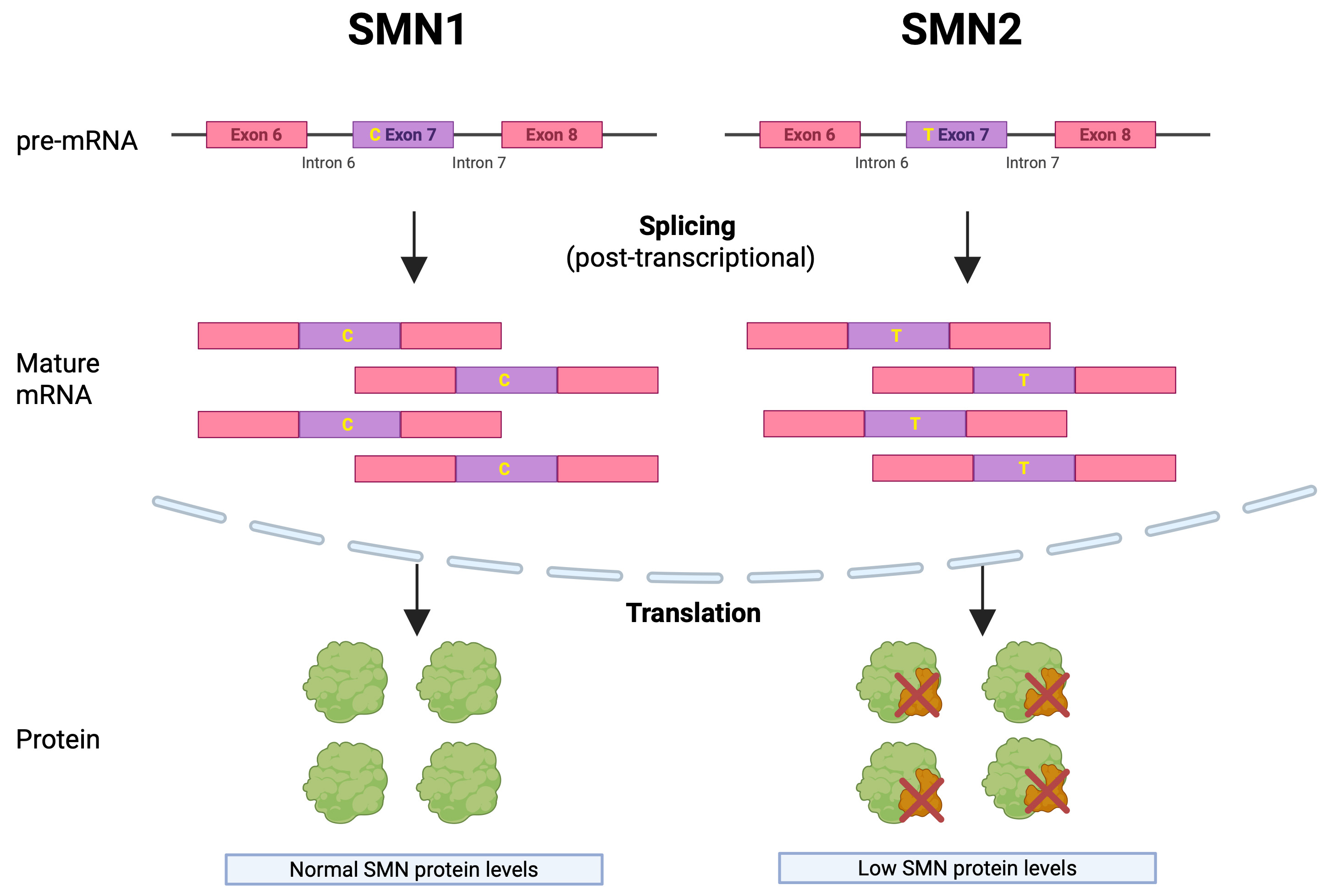SMN2 as a therapeutic target in spinal muscular atrophy: advances in gene expression modulation