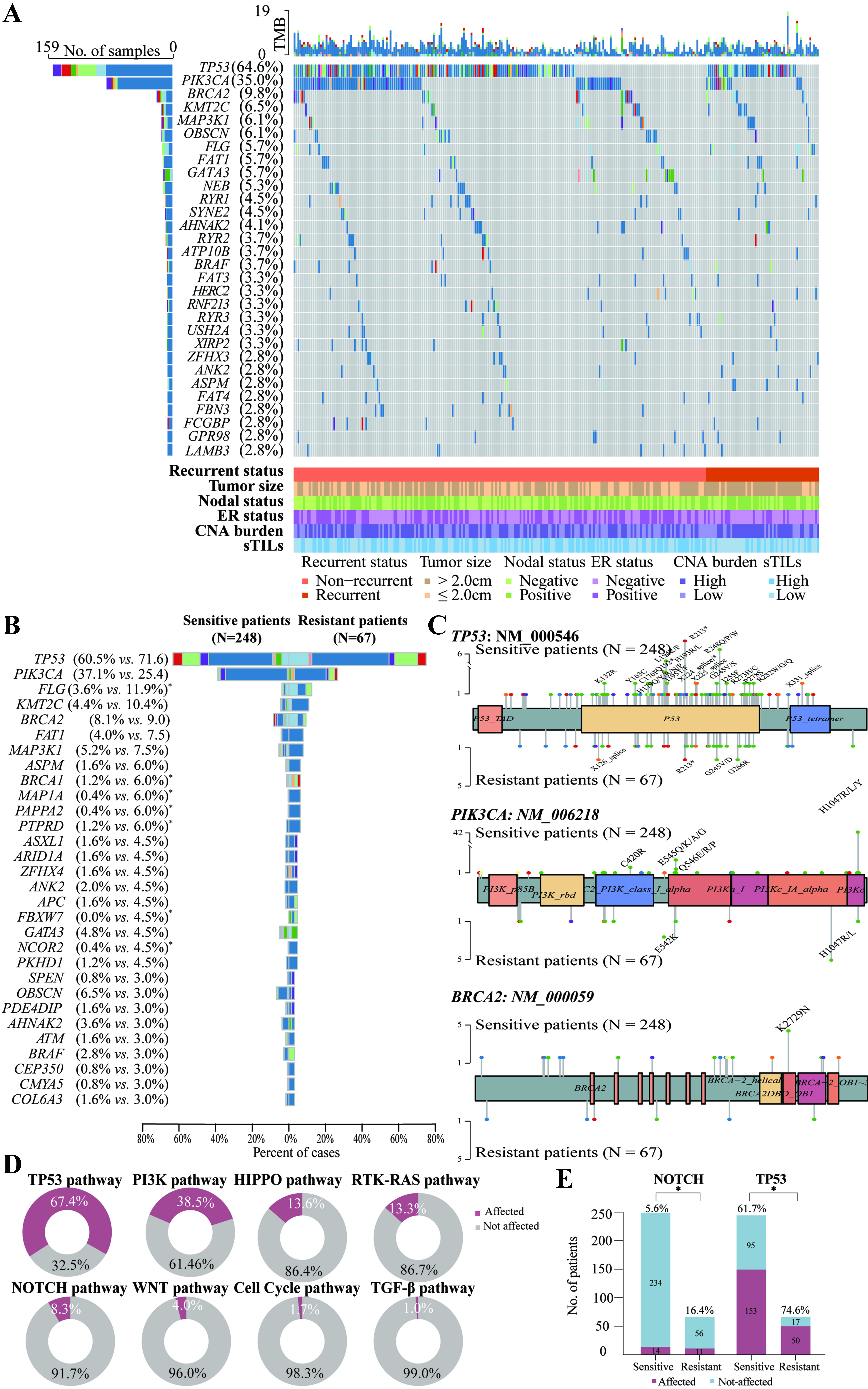 Integrating genomic mutations and tumor-infiltrating lymphocytes improves prediction of response to trastuzumab-based adjuvant therapy in patients with HER2-positive breast cancer