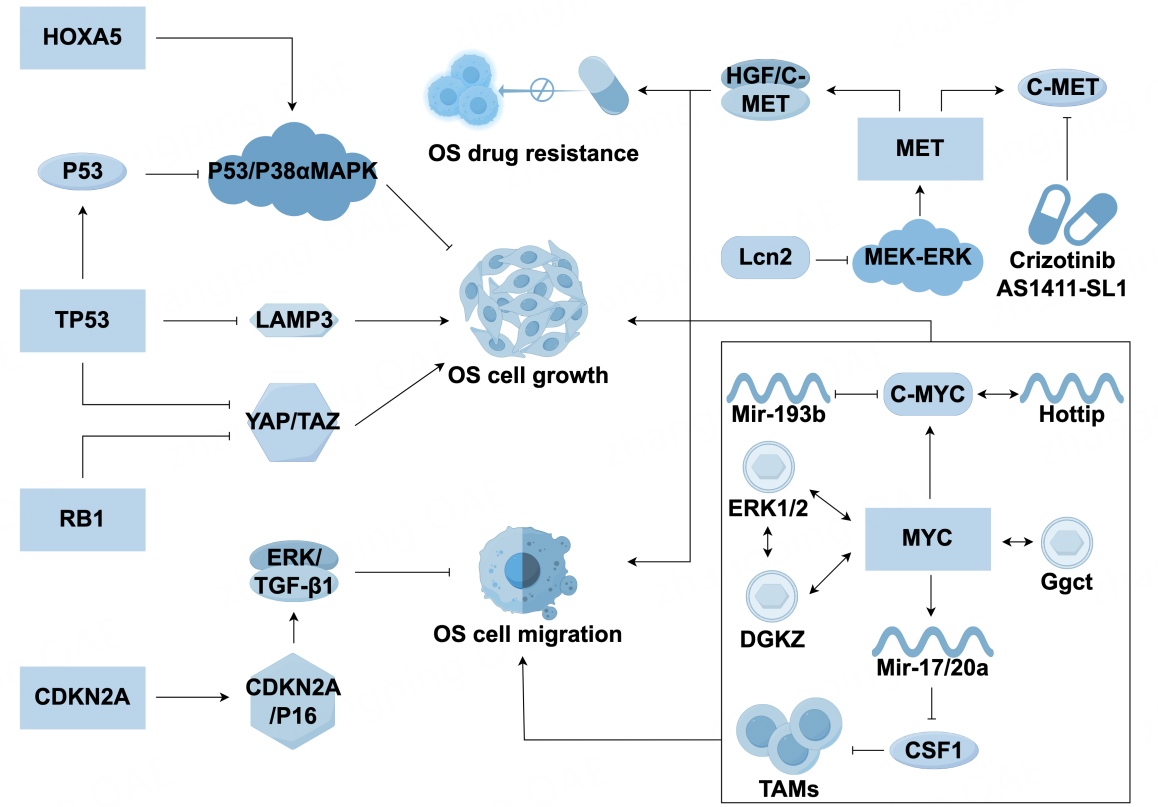 Pathogenesis of osteosarcoma and intervention with traditional chinese medicine