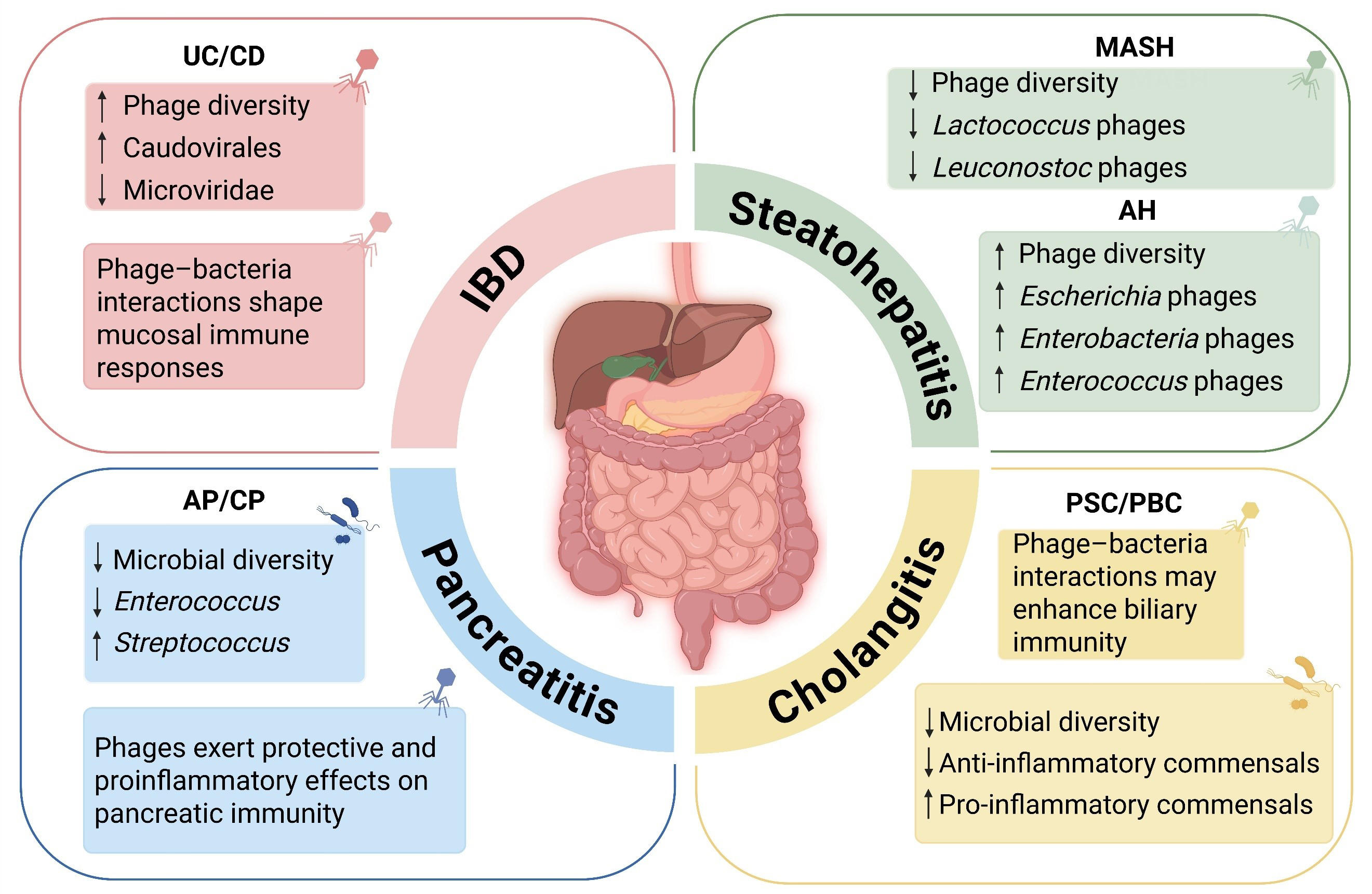 Mechanistic roles and therapeutic potential of bacteriophages in inflammatory gastrointestinal diseases