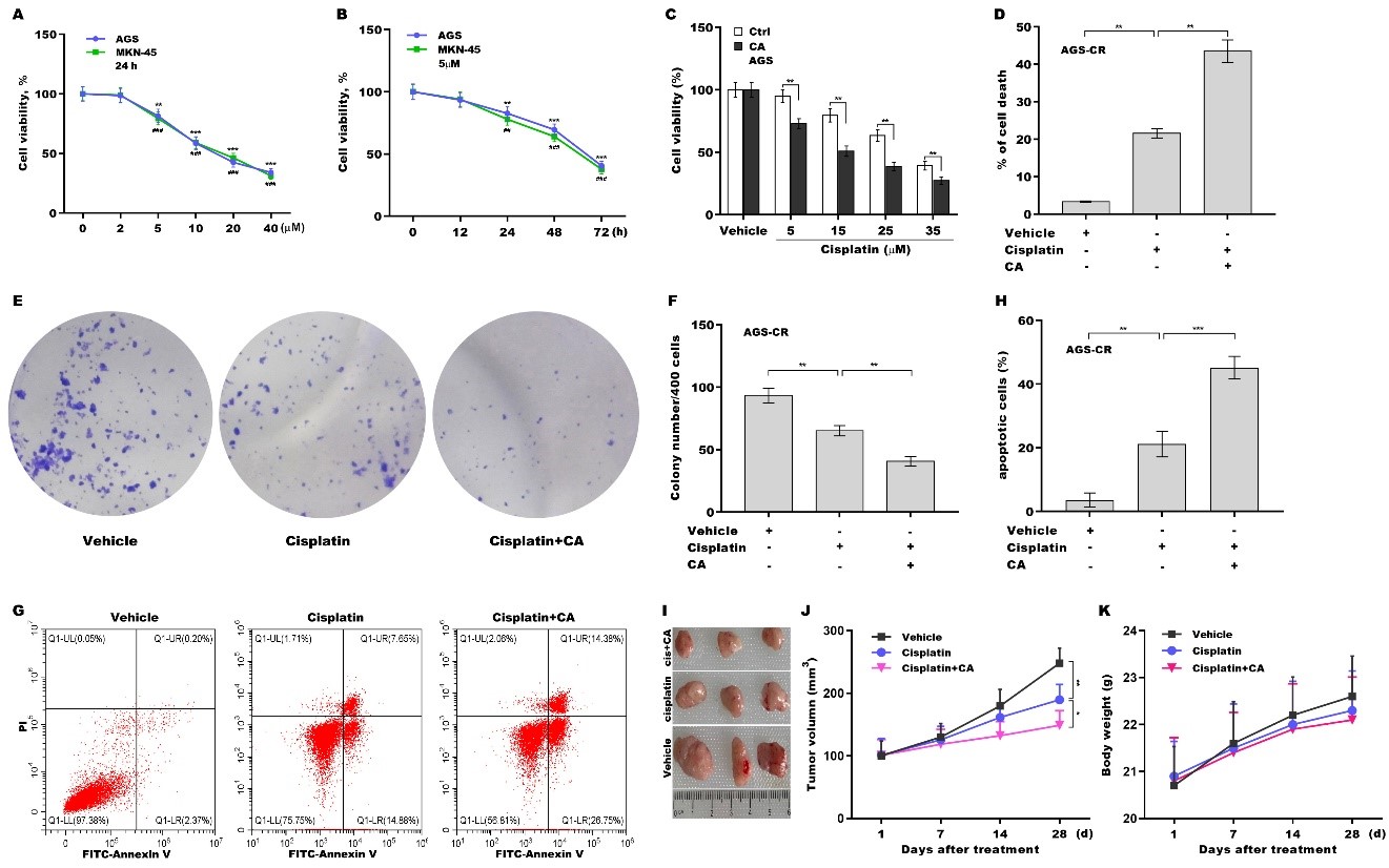 Corosolic acid increases the therapeutic effect of cisplatin on gastric cancer by regulating Gpx4-dependent ferroptosis