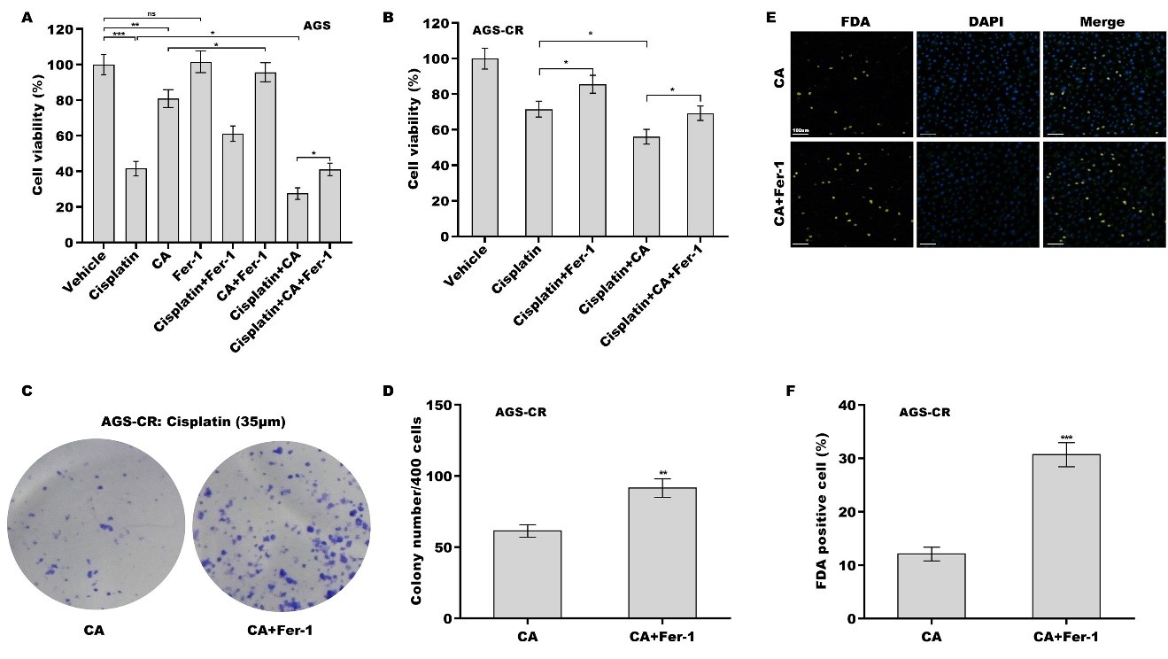 Corosolic acid increases the therapeutic effect of cisplatin on gastric cancer by regulating Gpx4-dependent ferroptosis