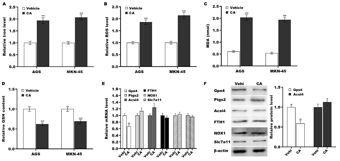 Corosolic acid increases the therapeutic effect of cisplatin on gastric cancer by regulating Gpx4-dependent ferroptosis