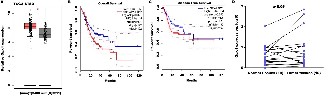 Corosolic acid increases the therapeutic effect of cisplatin on gastric cancer by regulating Gpx4-dependent ferroptosis