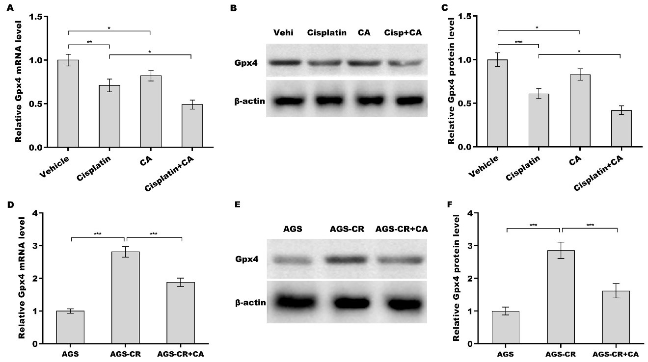 Corosolic acid increases the therapeutic effect of cisplatin on gastric cancer by regulating Gpx4-dependent ferroptosis