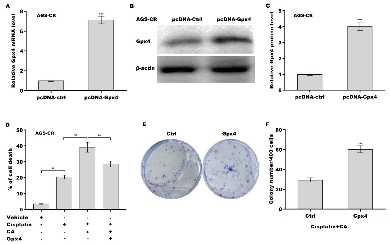 Corosolic acid increases the therapeutic effect of cisplatin on gastric cancer by regulating Gpx4-dependent ferroptosis