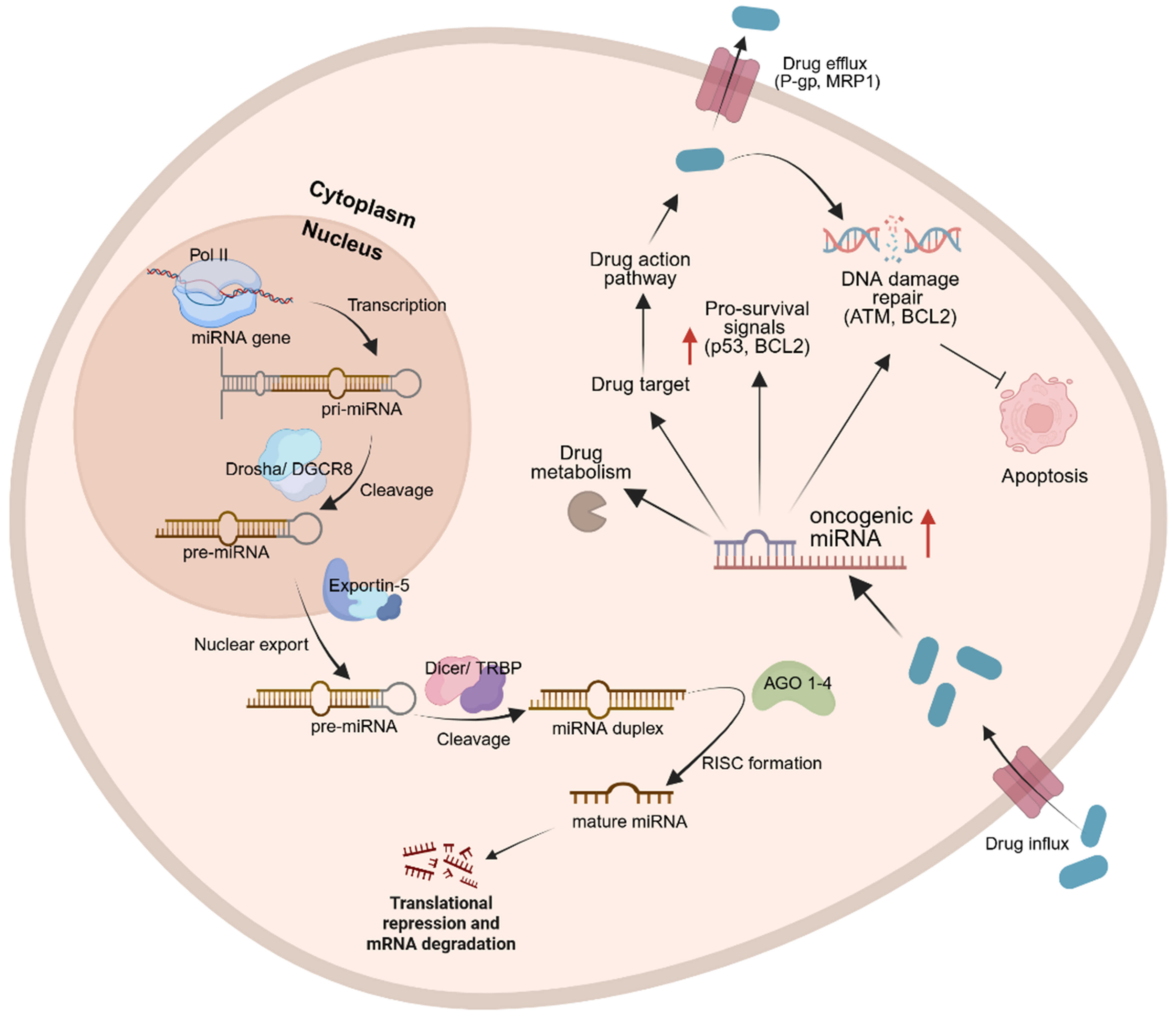 MicroRNAs as key regulators of cancer drug resistance: insights and future directions in chemotherapy, targeted-therapy, radiotherapy, and immunotherapy