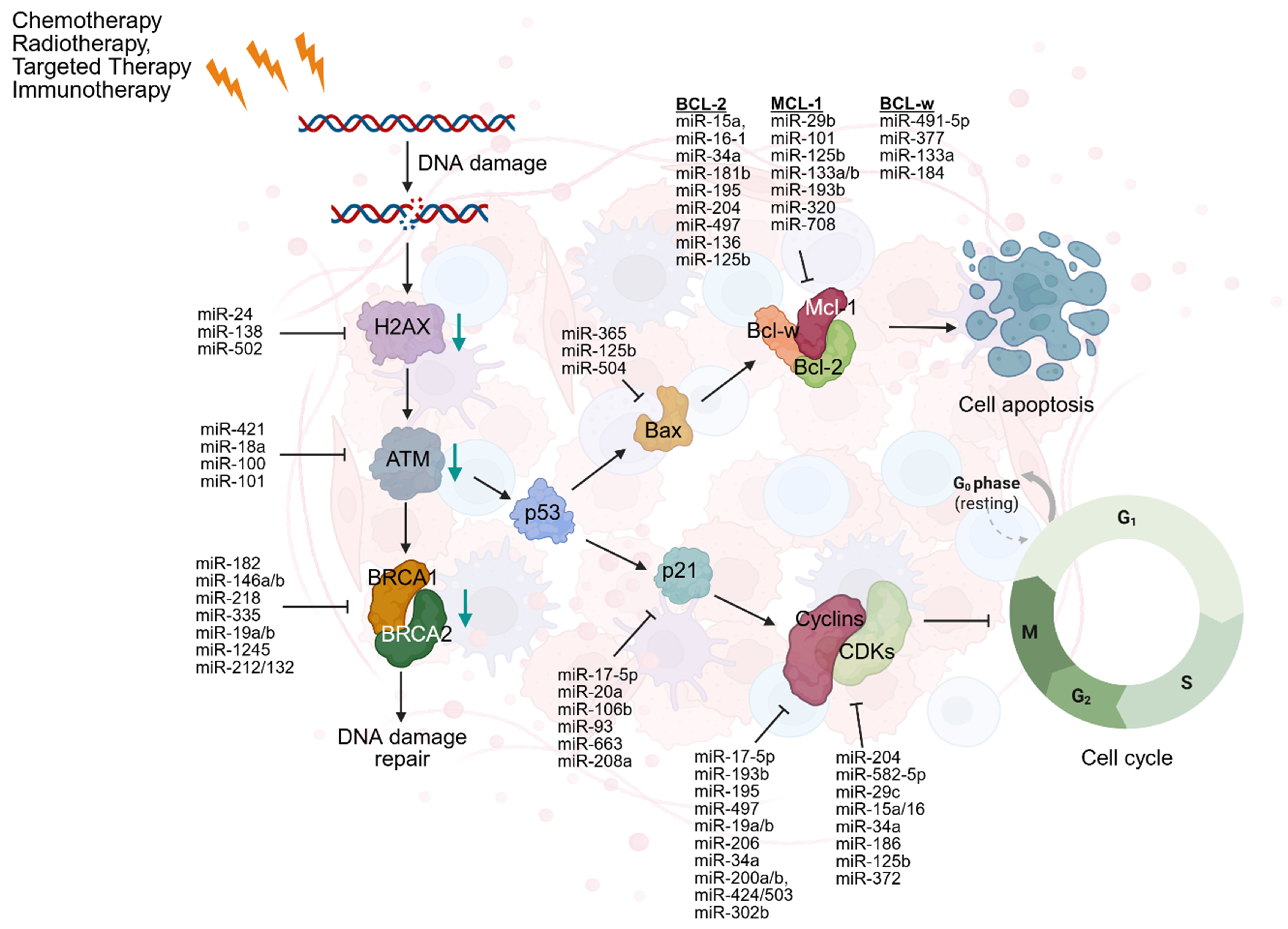 MicroRNAs as key regulators of cancer drug resistance: insights and future directions in chemotherapy, targeted-therapy, radiotherapy, and immunotherapy