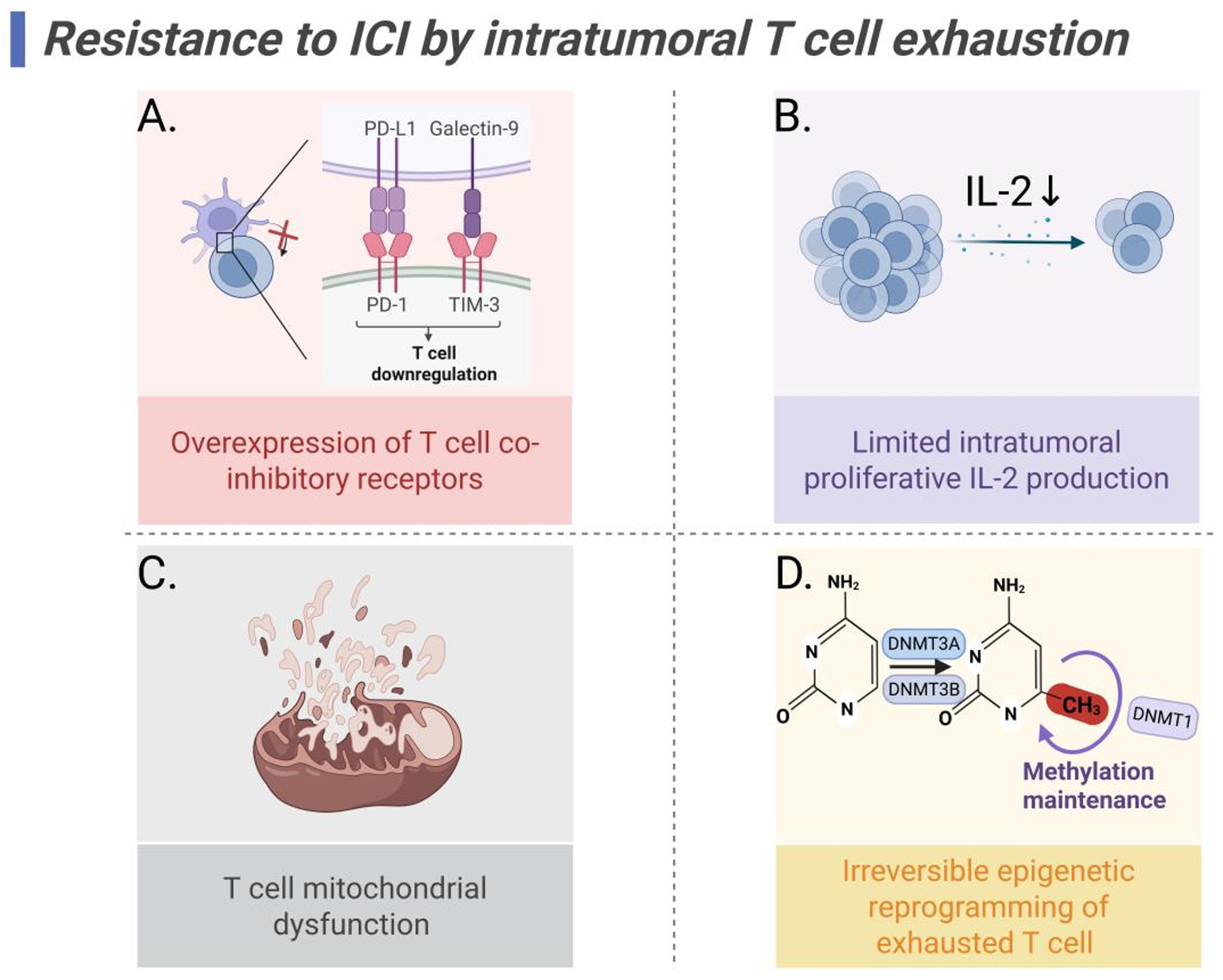 Targeting tumor-draining lymph node to overcome resistance to cancer immunotherapy: an update
