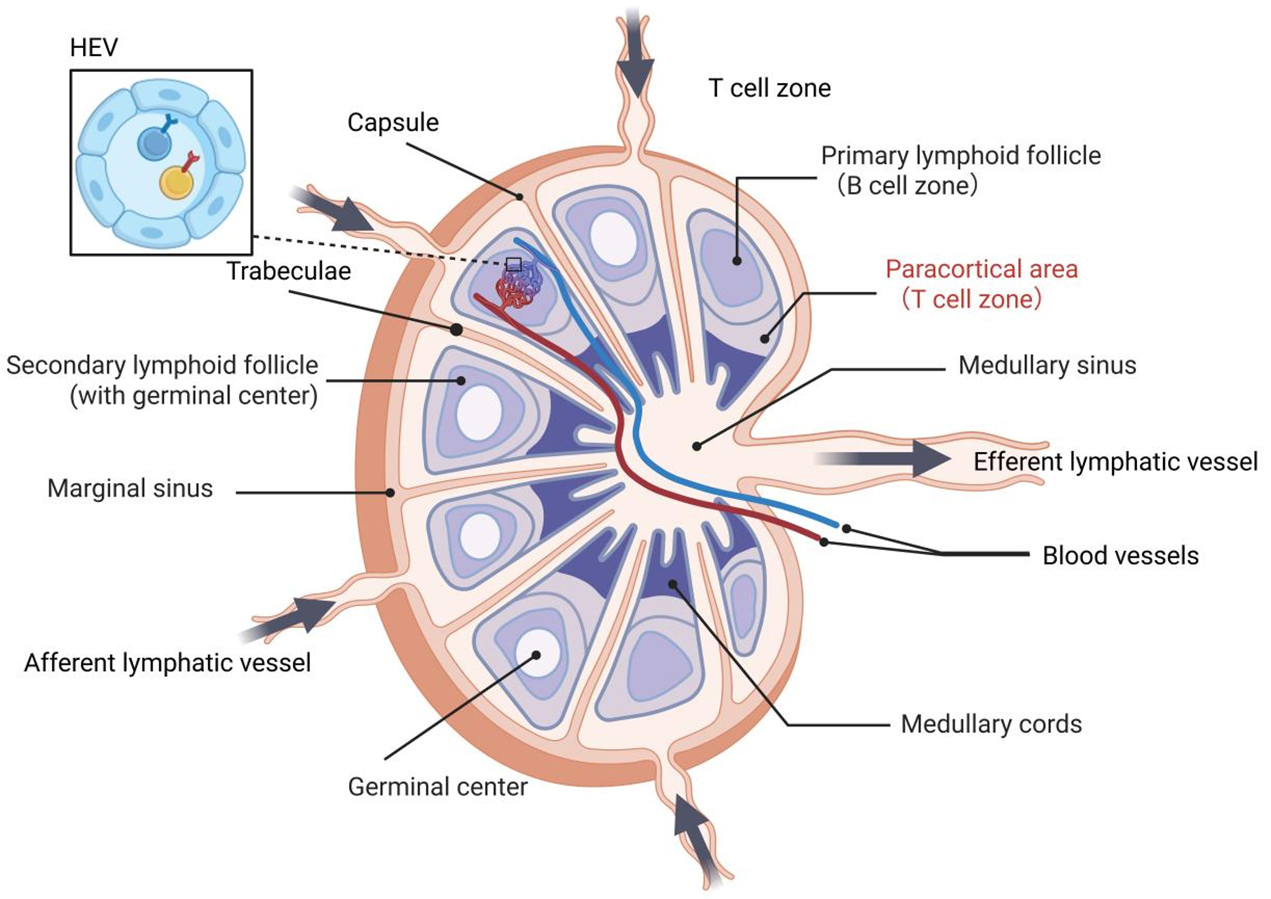 Targeting tumor-draining lymph node to overcome resistance to cancer immunotherapy: an update