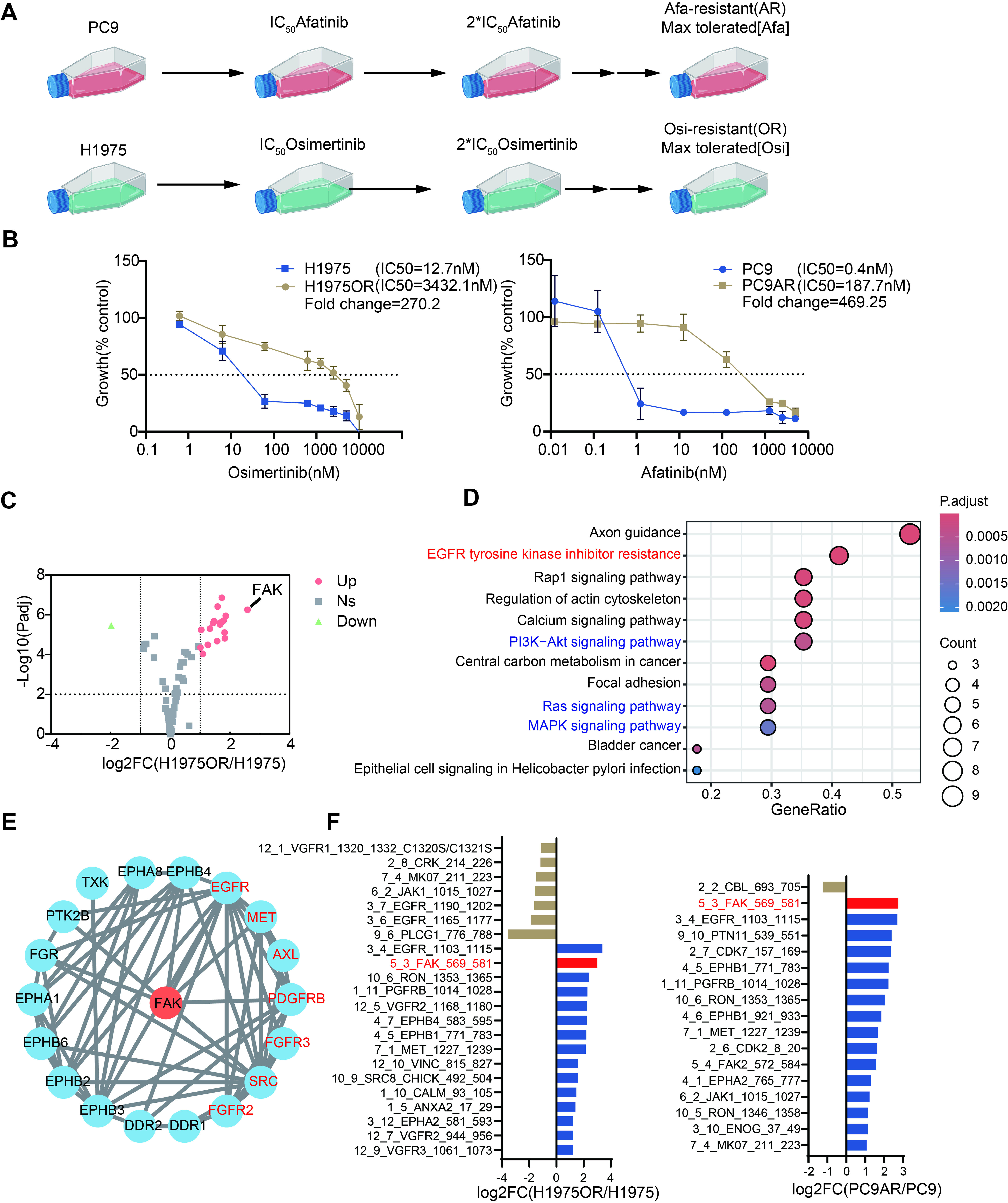 Novel FAK inhibitors suppress tumor growth and reverse EGFR-TKI resistance in non-small cell lung cancer