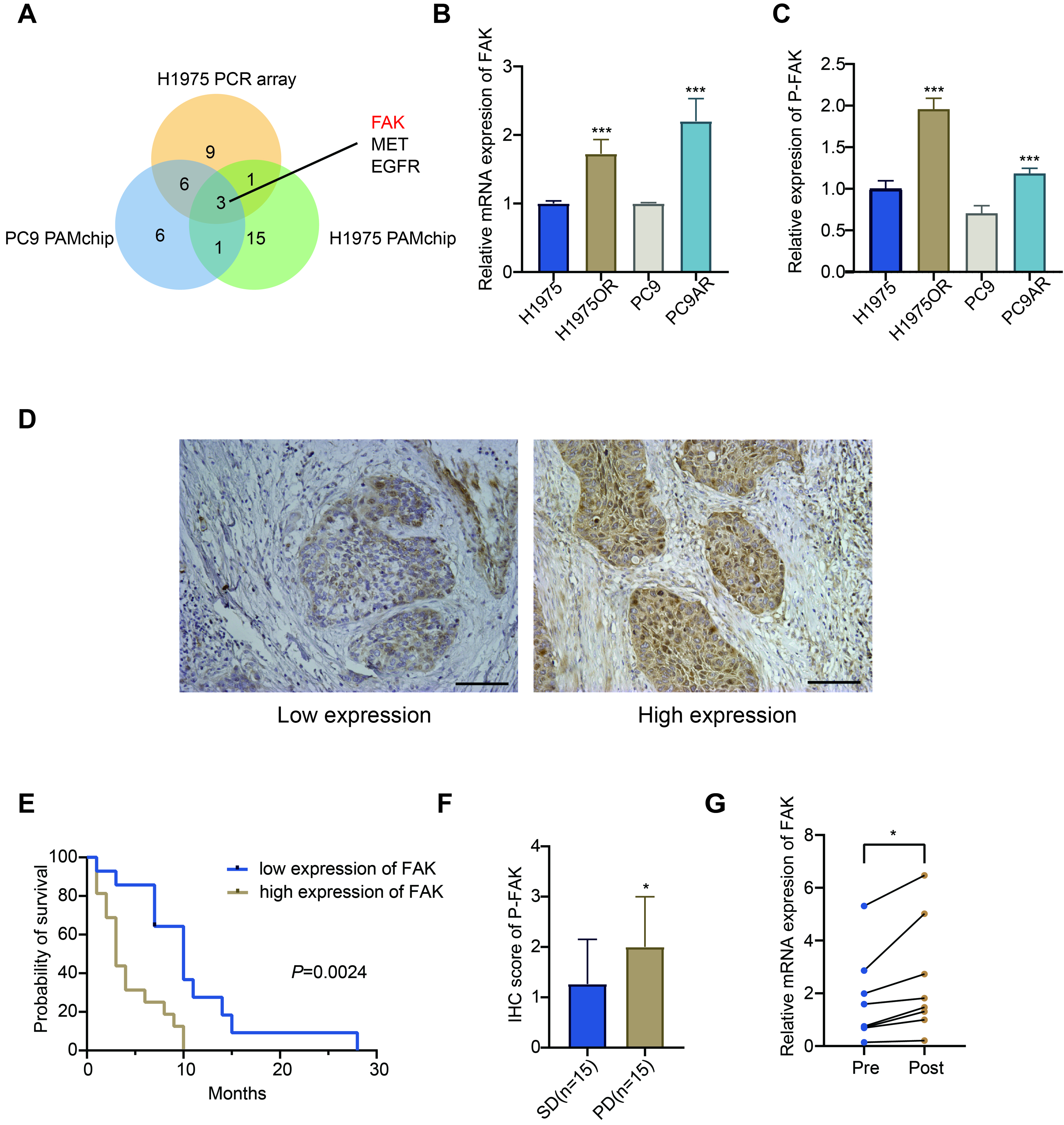 Novel FAK inhibitors suppress tumor growth and reverse EGFR-TKI resistance in non-small cell lung cancer