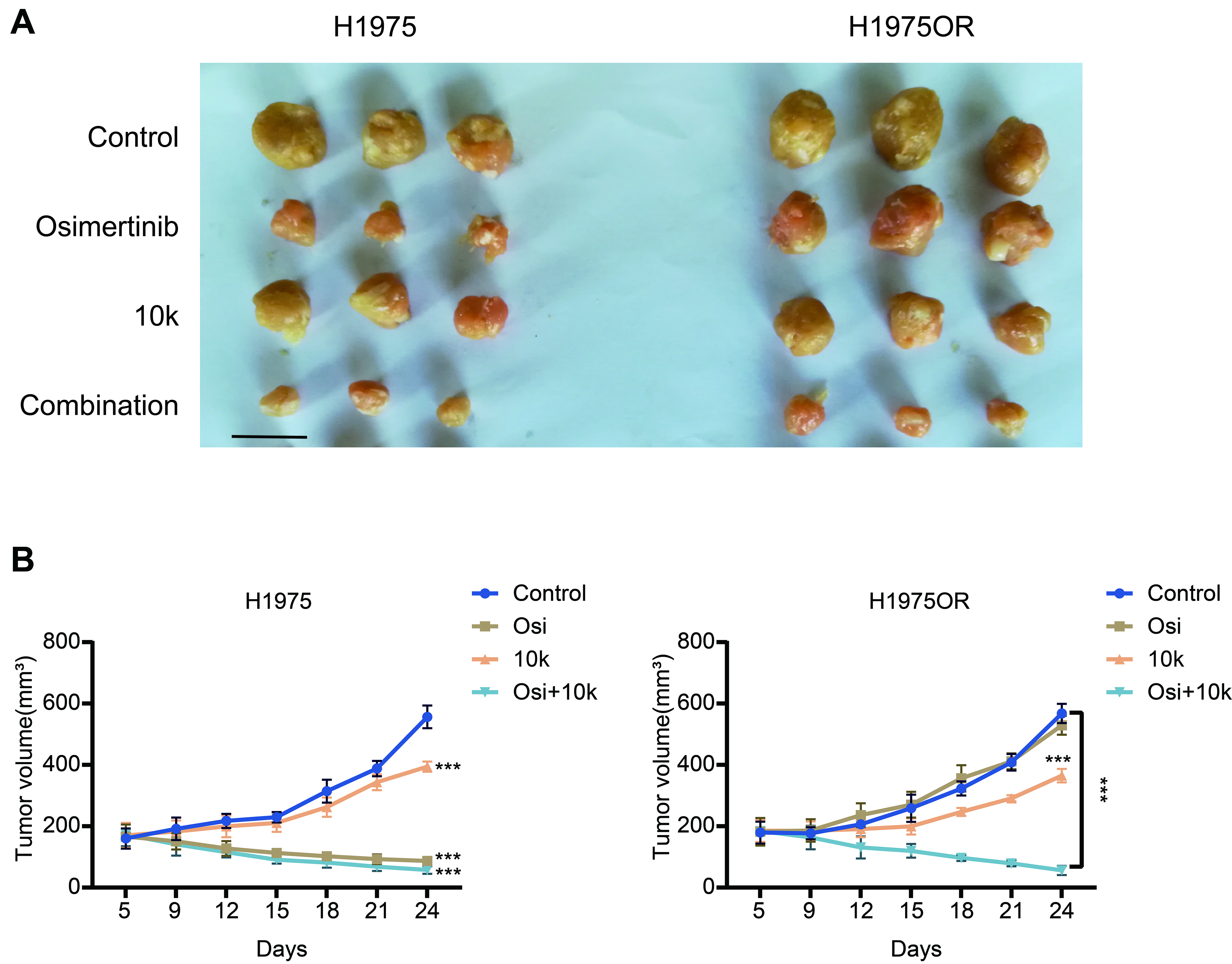 Novel FAK inhibitors suppress tumor growth and reverse EGFR-TKI resistance in non-small cell lung cancer