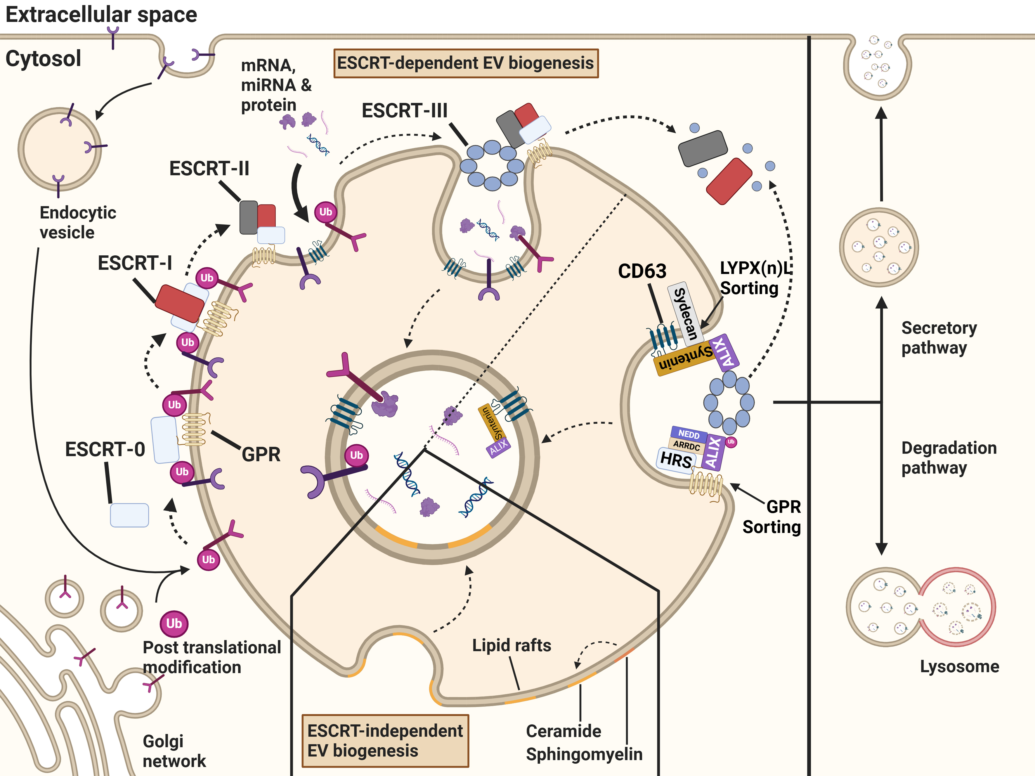 Extracellular vesicles: cargo loading, degradation and secretory pathways, and their intersection with autophagy