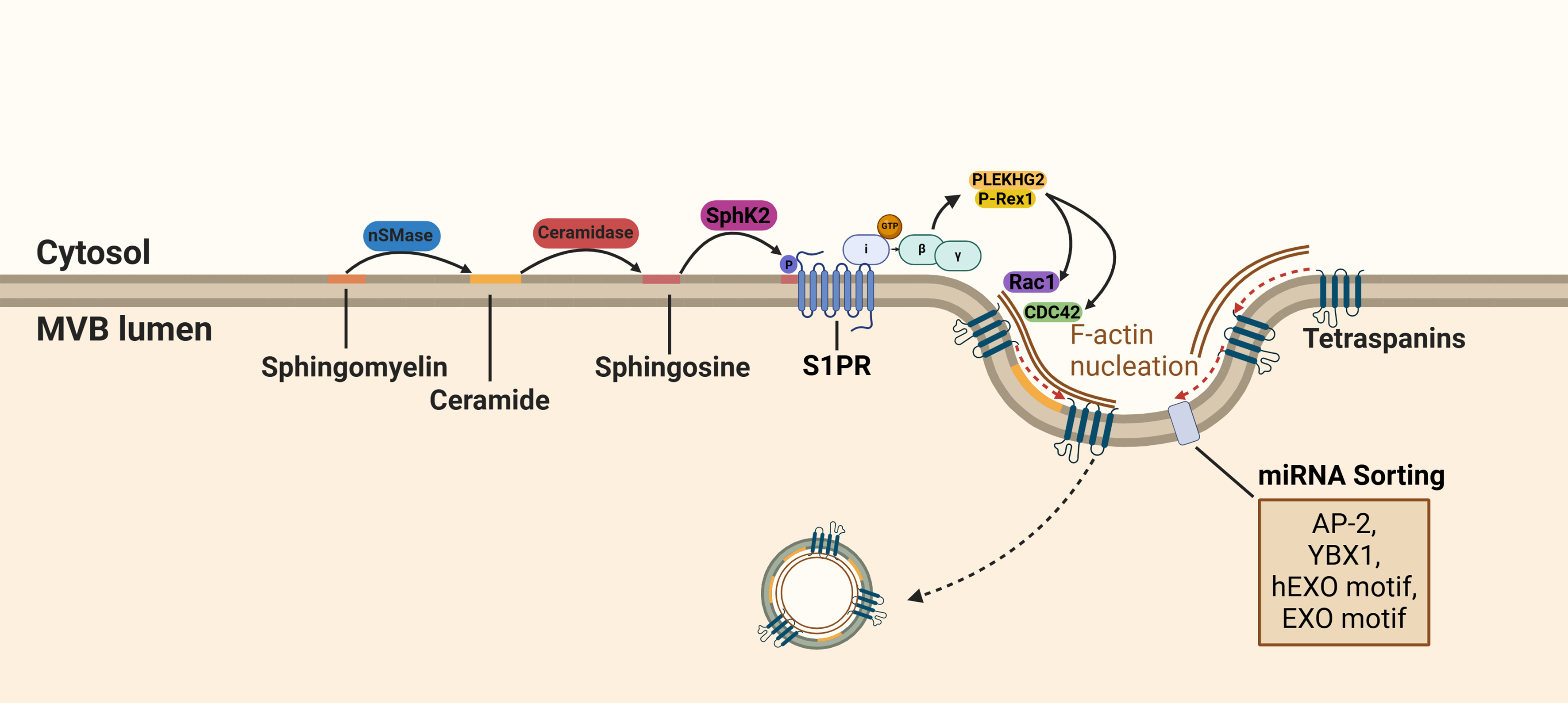 Extracellular vesicles: cargo loading, degradation and secretory pathways, and their intersection with autophagy