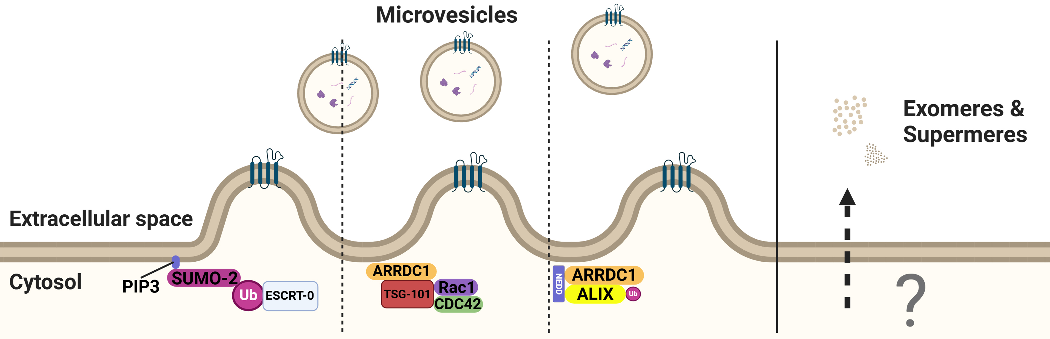 Extracellular vesicles: cargo loading, degradation and secretory pathways, and their intersection with autophagy
