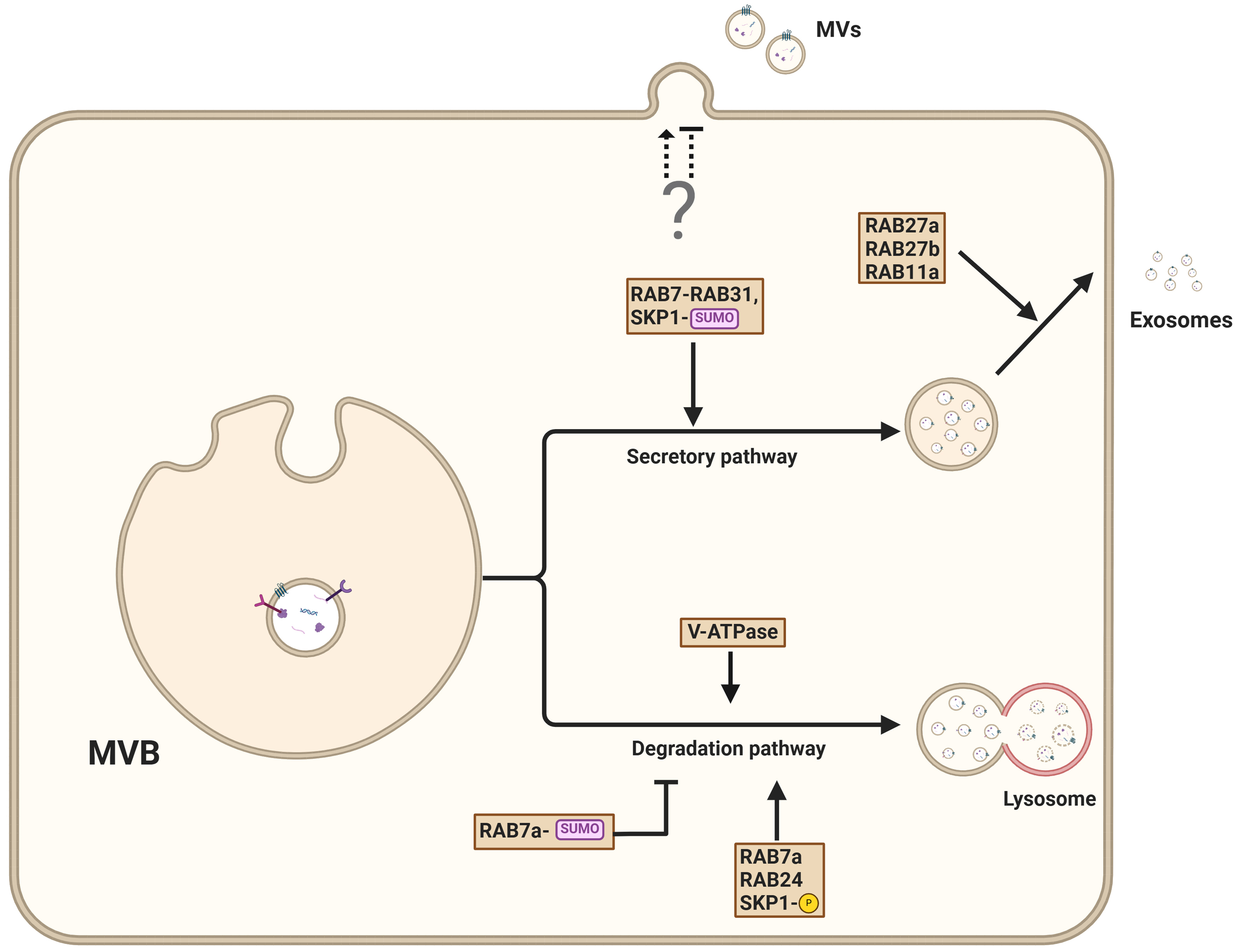 Extracellular vesicles: cargo loading, degradation and secretory pathways, and their intersection with autophagy