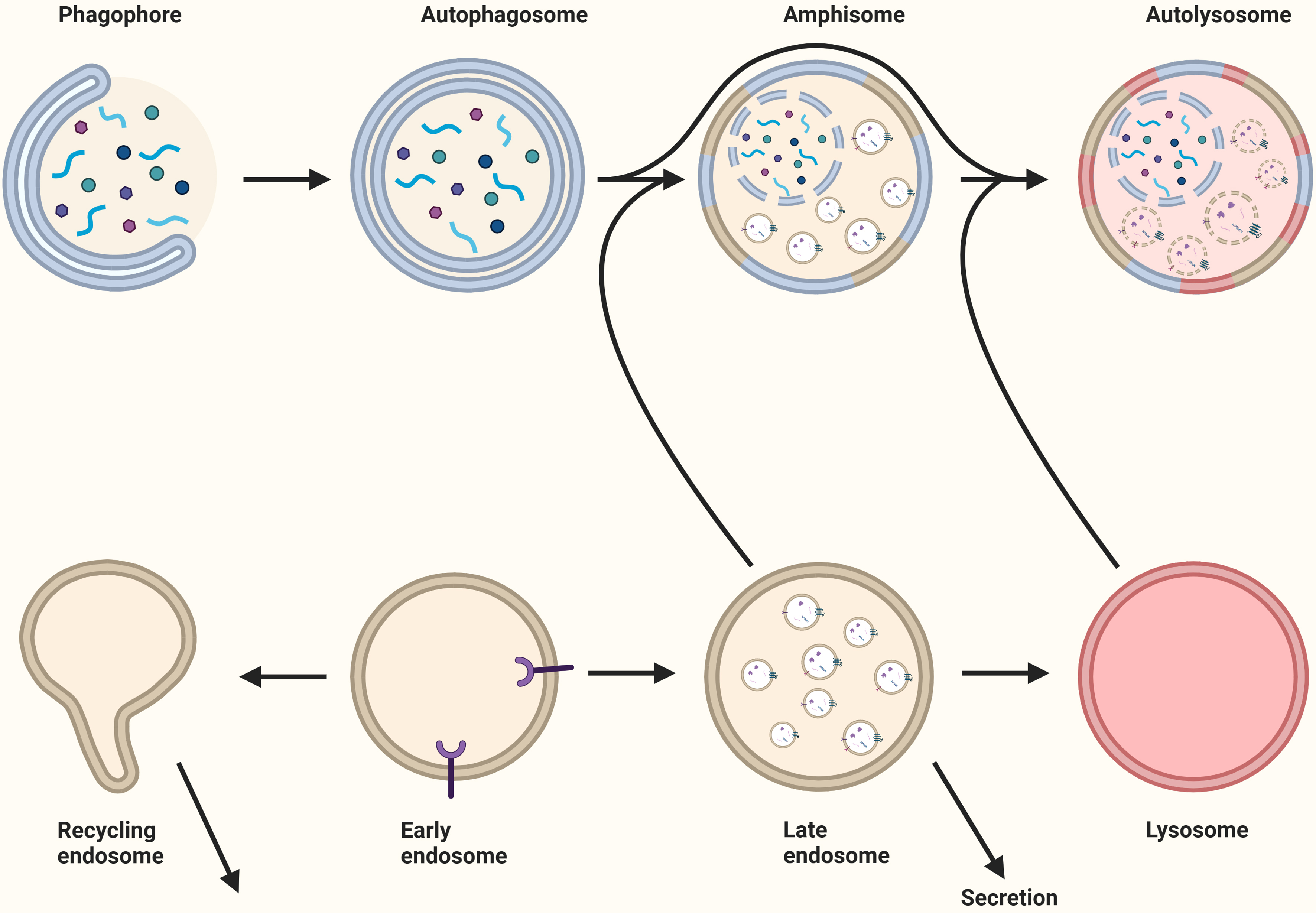 Extracellular vesicles: cargo loading, degradation and secretory pathways, and their intersection with autophagy