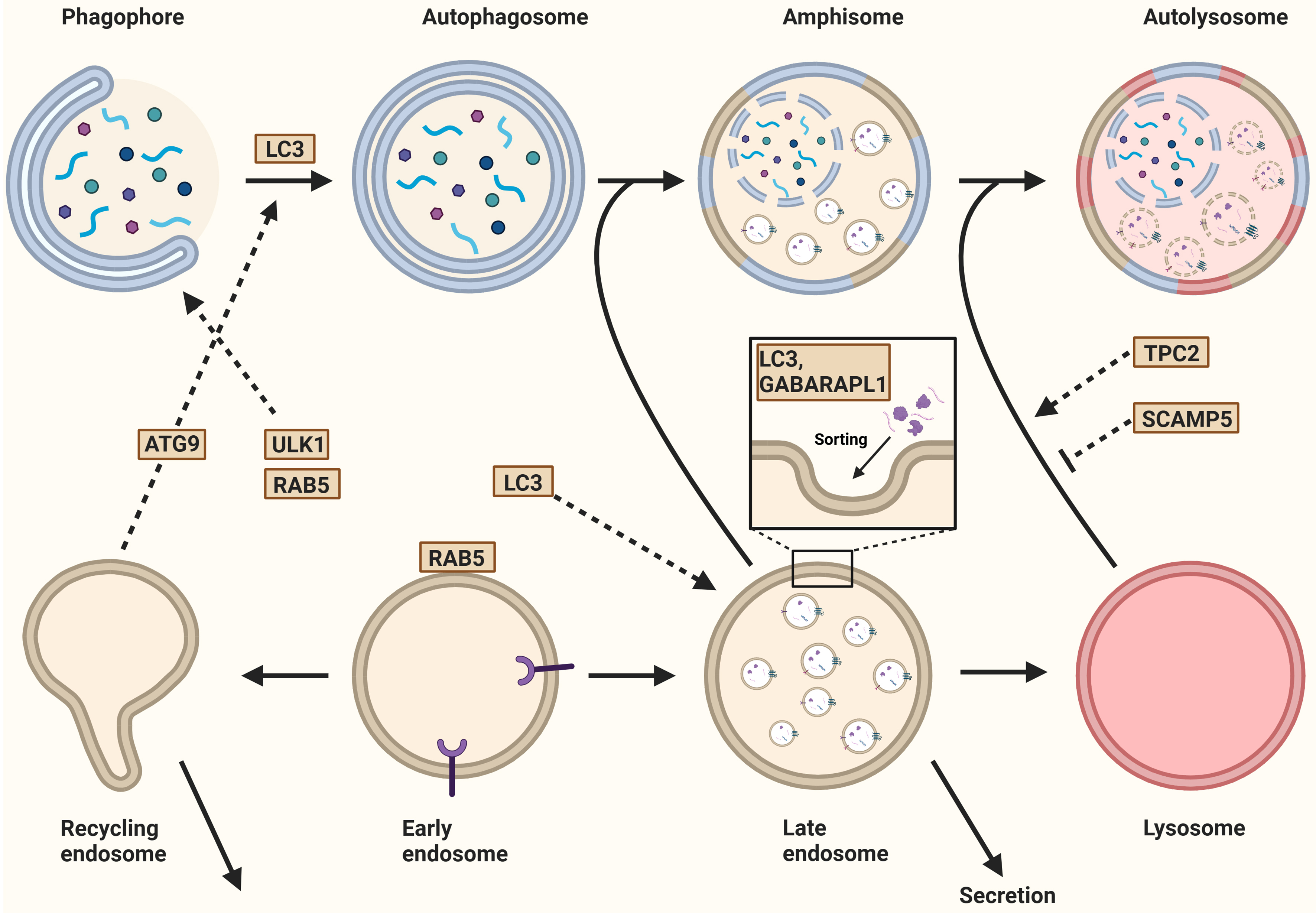 Extracellular vesicles: cargo loading, degradation and secretory pathways, and their intersection with autophagy