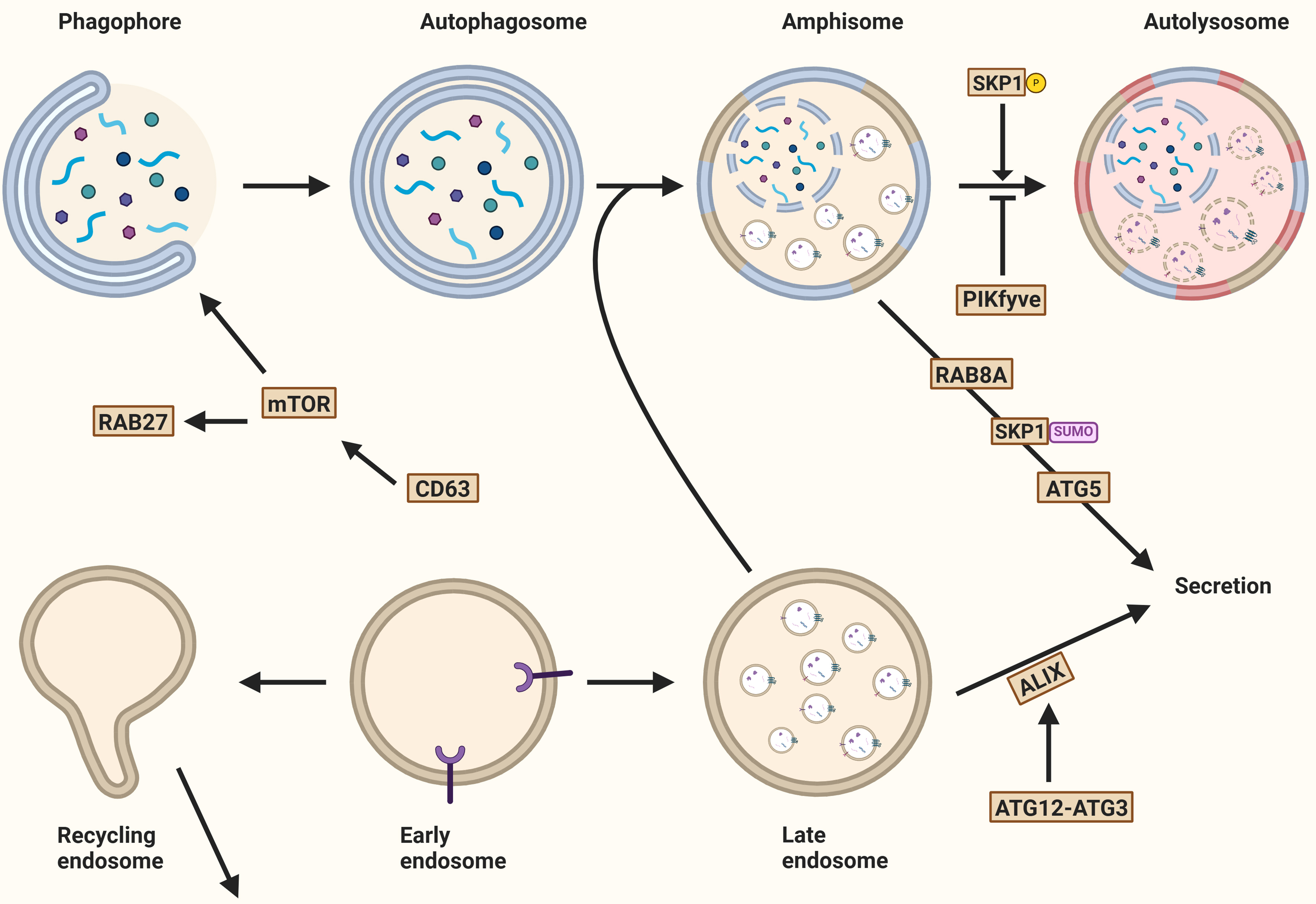 Extracellular vesicles: cargo loading, degradation and secretory pathways, and their intersection with autophagy